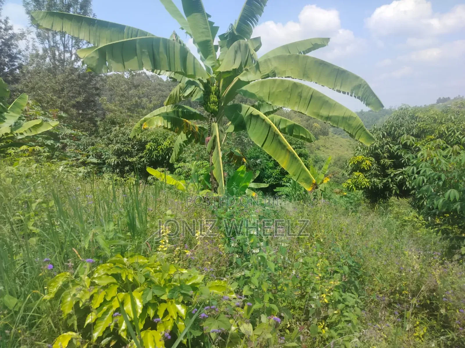 Muranga Kagure Kangwachi 2acre in Township G