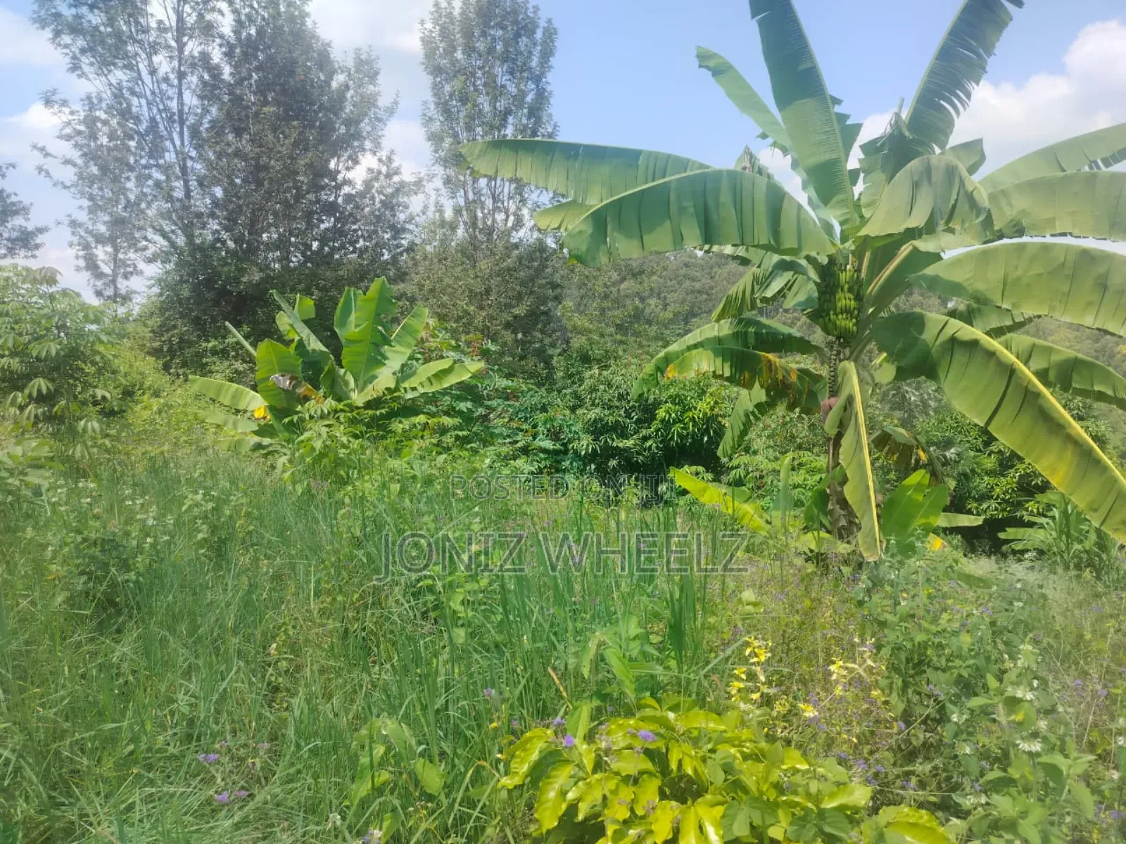 Muranga Kagure Kangwachi 2acre in Township G