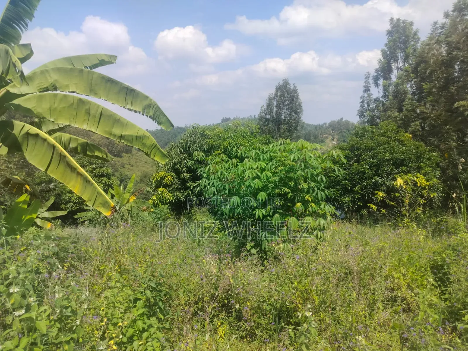 Muranga Kagure Kangwachi 2acre in Township G