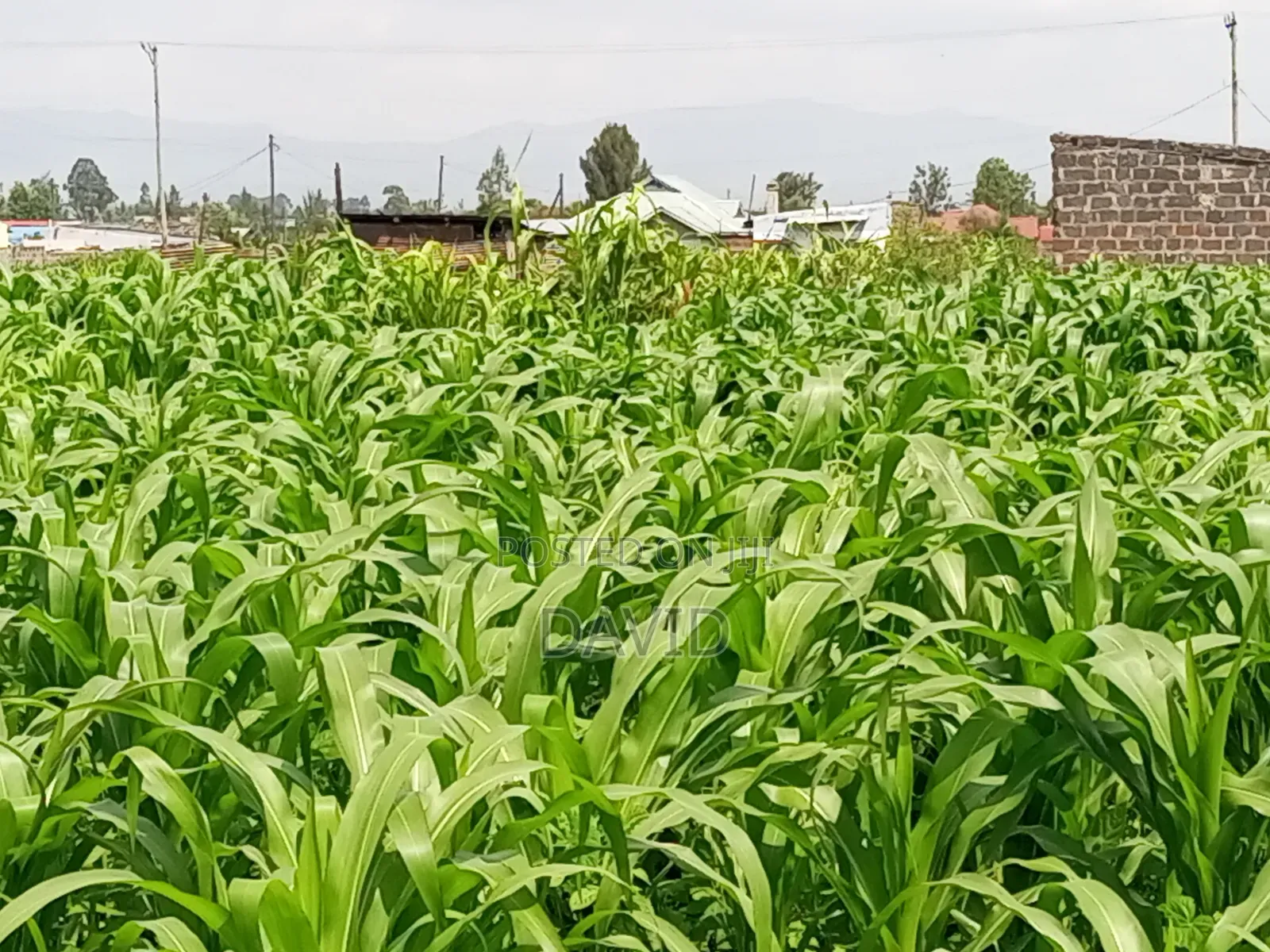 Plot for Sale in Destiny Mzee Wanyama in Nakuru Town East