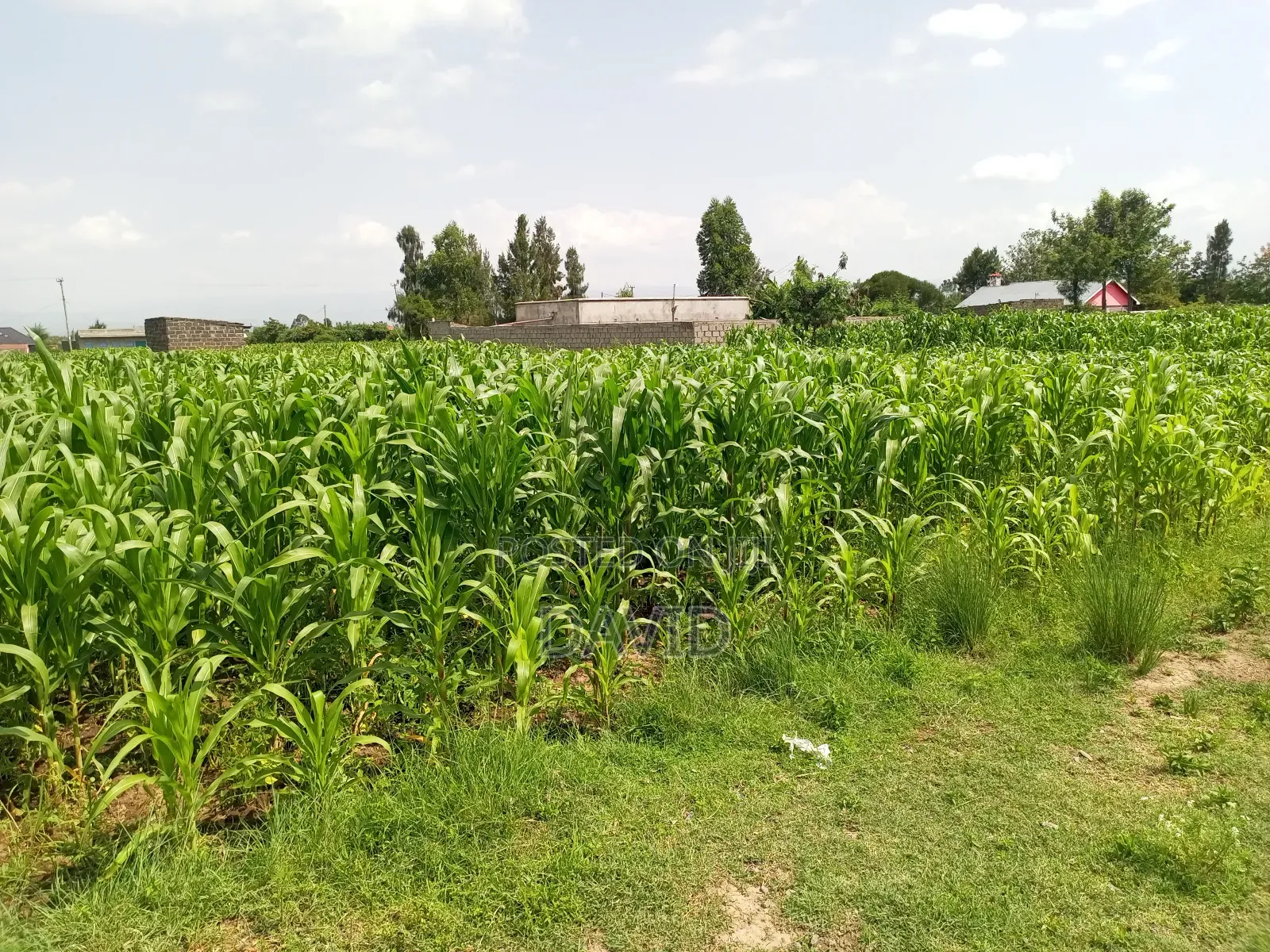 Plot for Sale in Destiny Mzee Wanyama in Nakuru Town East