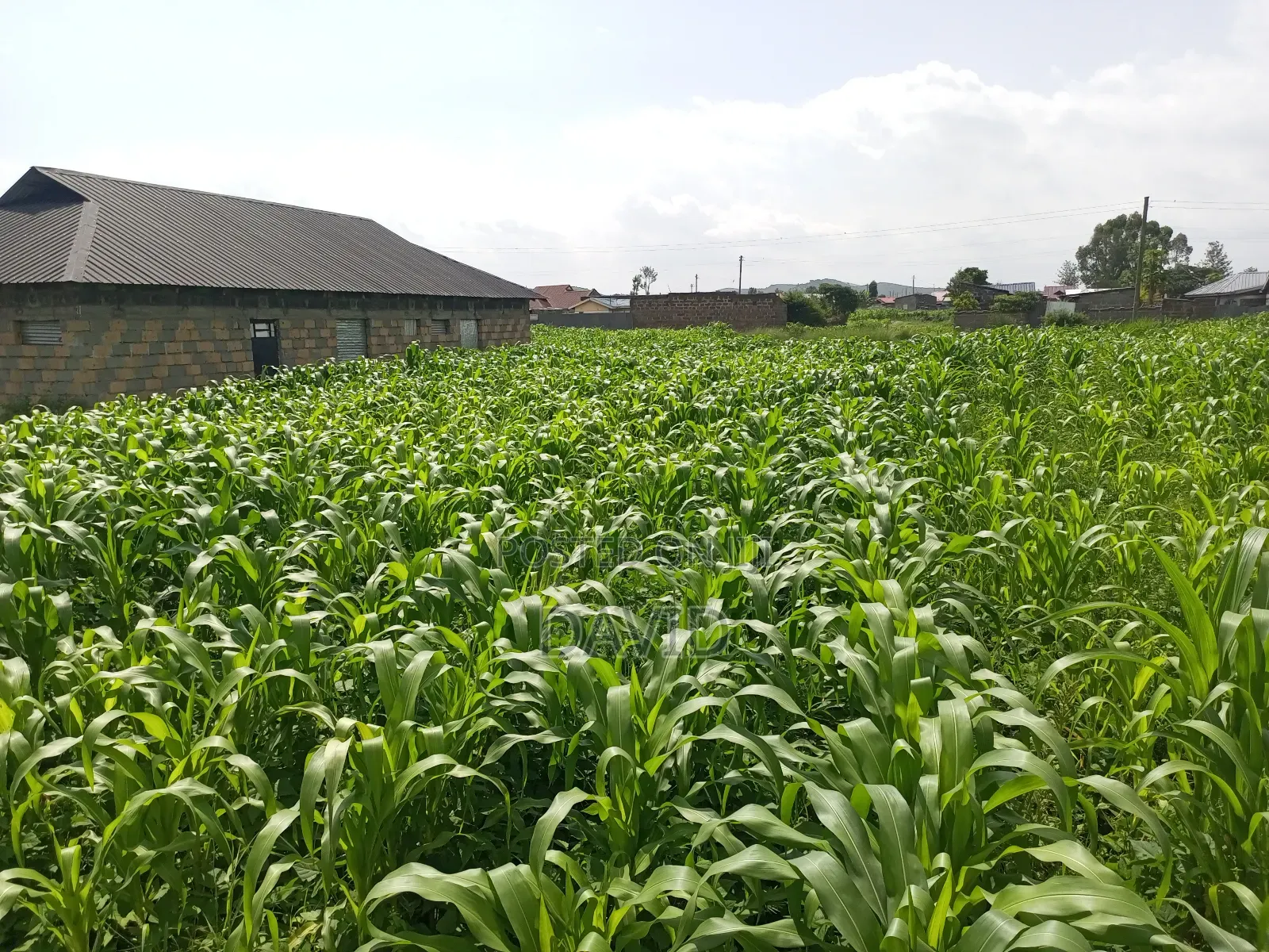 Plot for Sale in Destiny Mzee Wanyama in Nakuru Town East