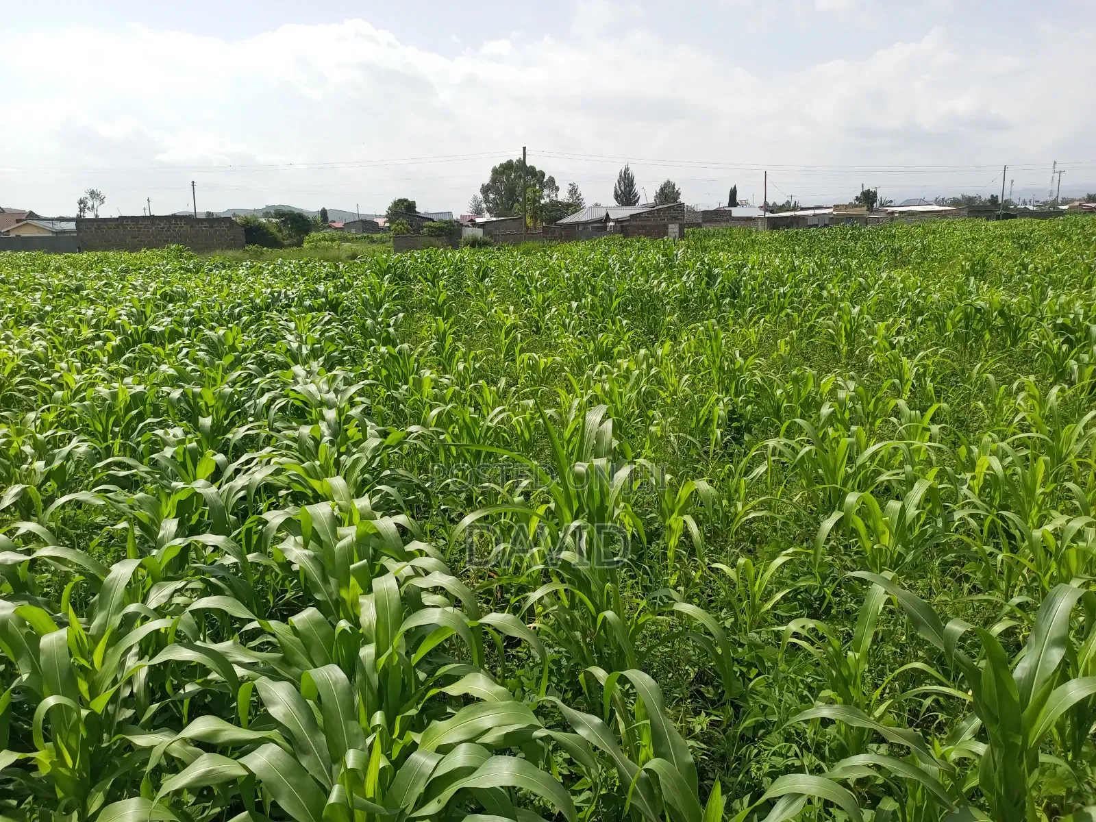 Plot for Sale in Destiny Mzee Wanyama in Nakuru Town East