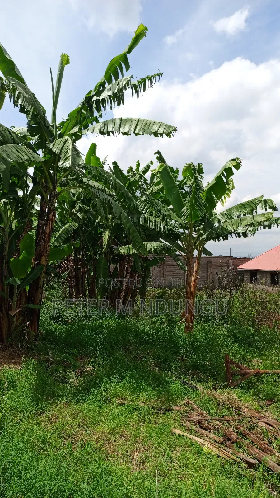Prime Land on Sale,1/2 Acre,Touching Kiambu-Githunguri Road in Kiambu / Kiambu 
