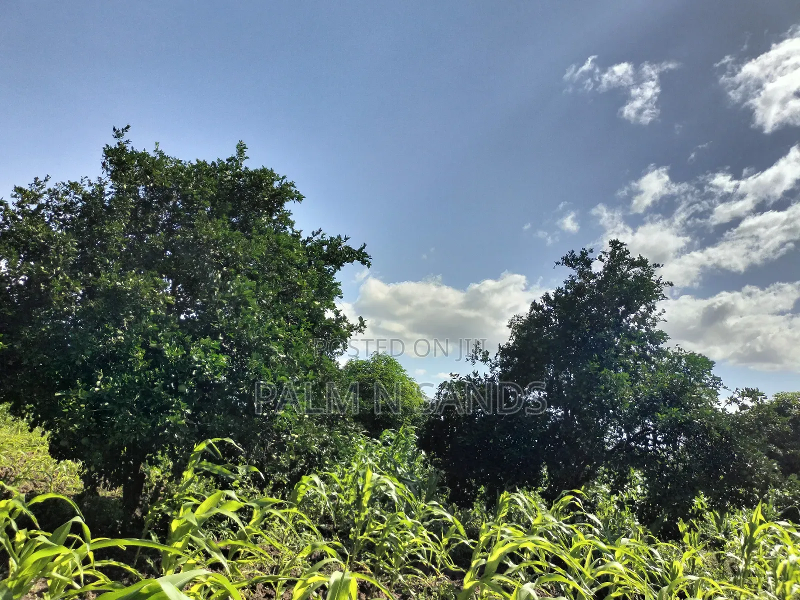 Kidomaya 38 Acre Farm Land on Sale! in Pongwe/Kikoneni