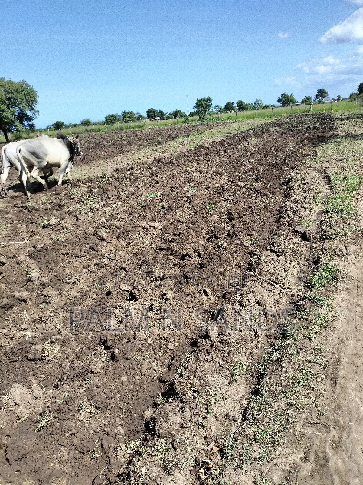 Kidomaya 38 Acre Farm Land on Sale! in Pongwe/Kikoneni