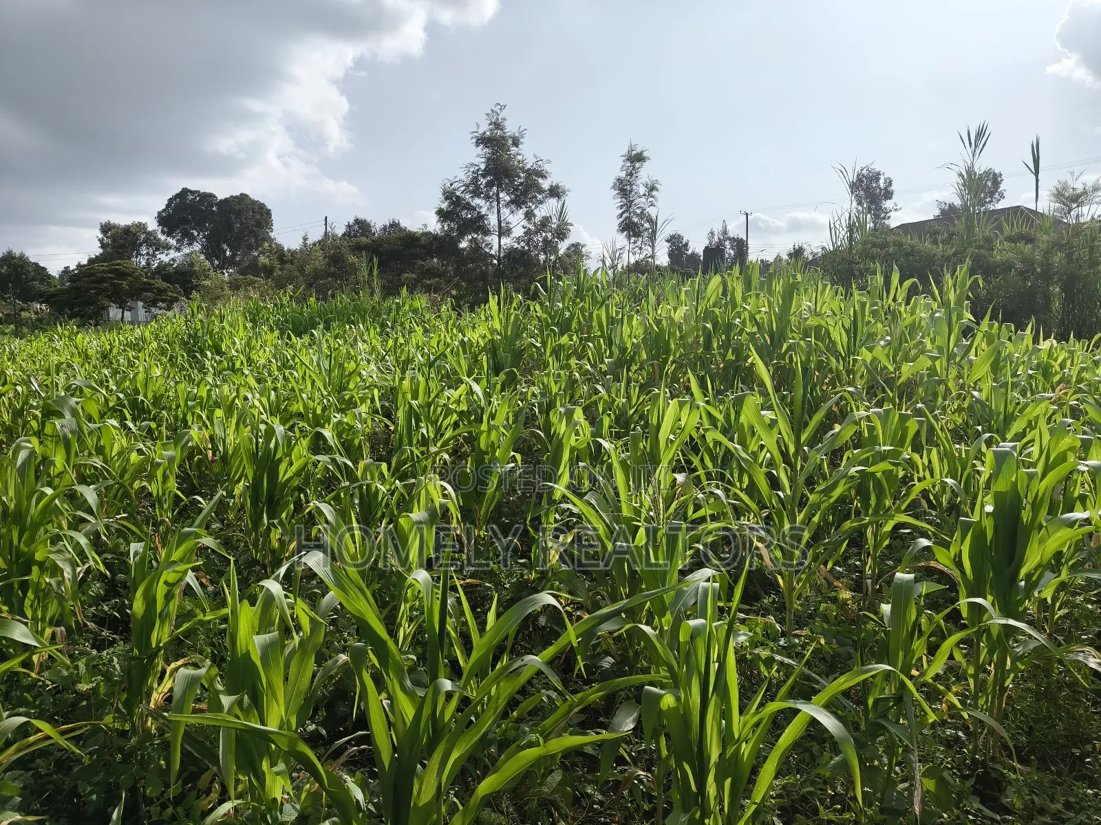 Quarter Acre Plot in Ngong, Ol Keri 50 Meters From Tarmac in Ol Keri