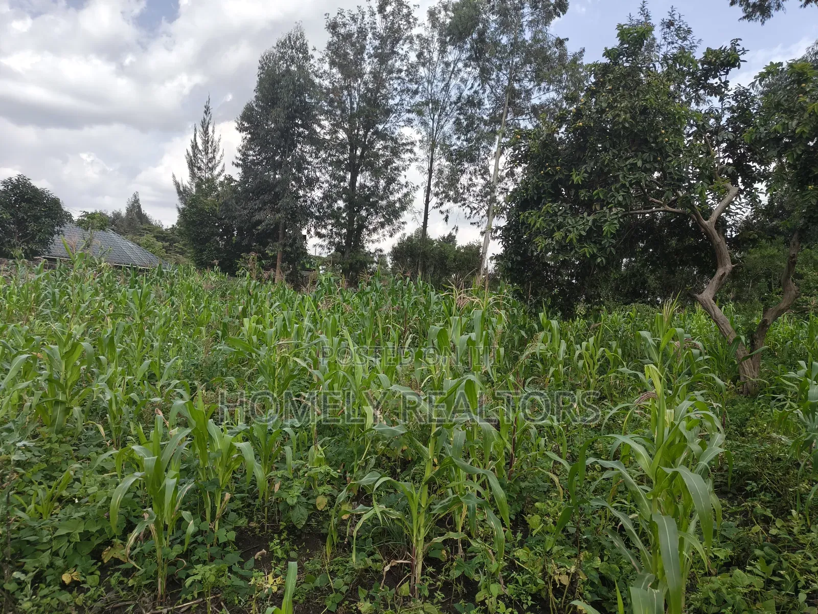 Quarter Acre Plot on Sale in Ngong, Ol Keri With a Good View in Ol Keri