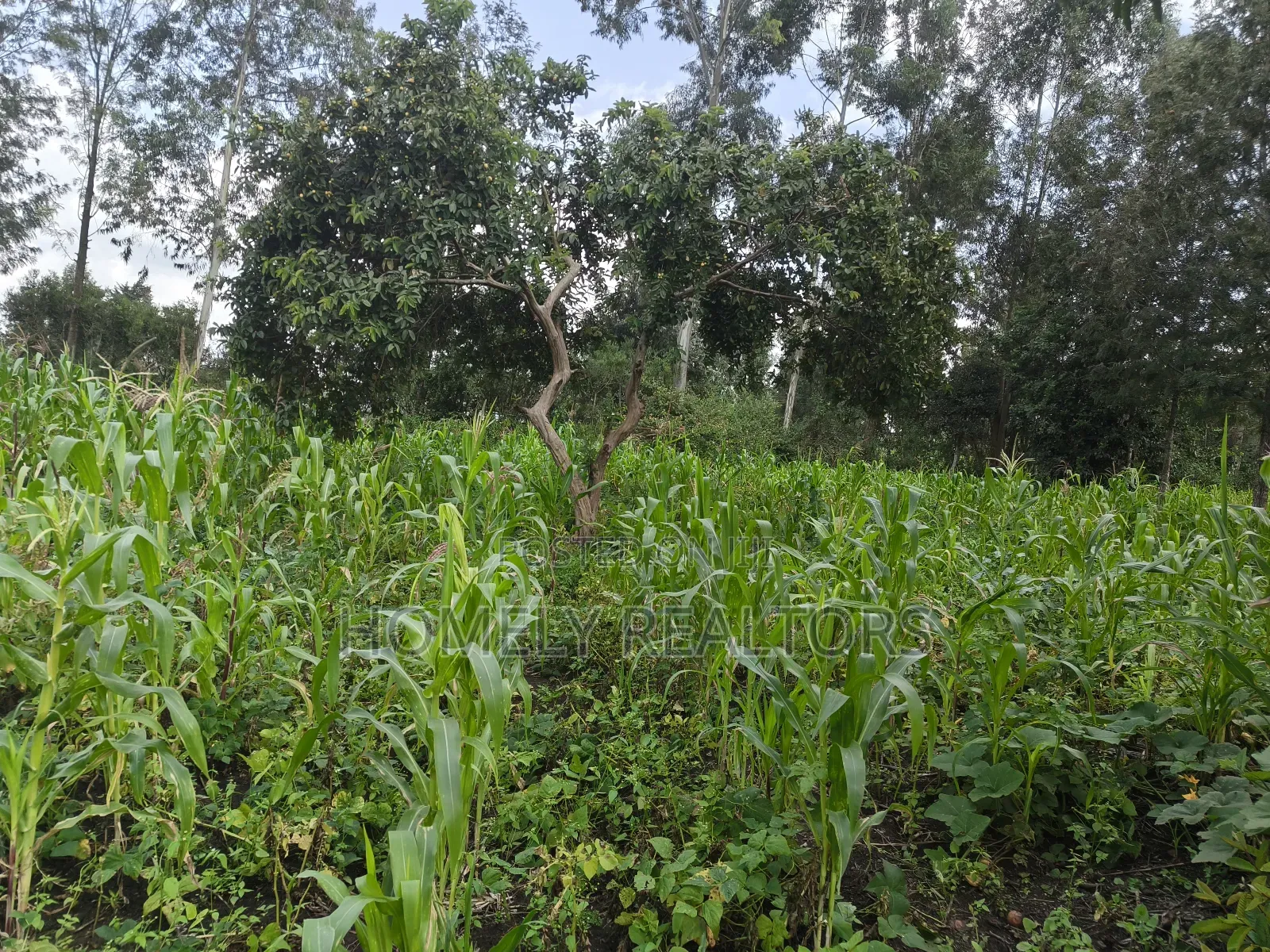 Quarter Acre Plot on Sale in Ngong, Ol Keri With a Good View in Ol Keri