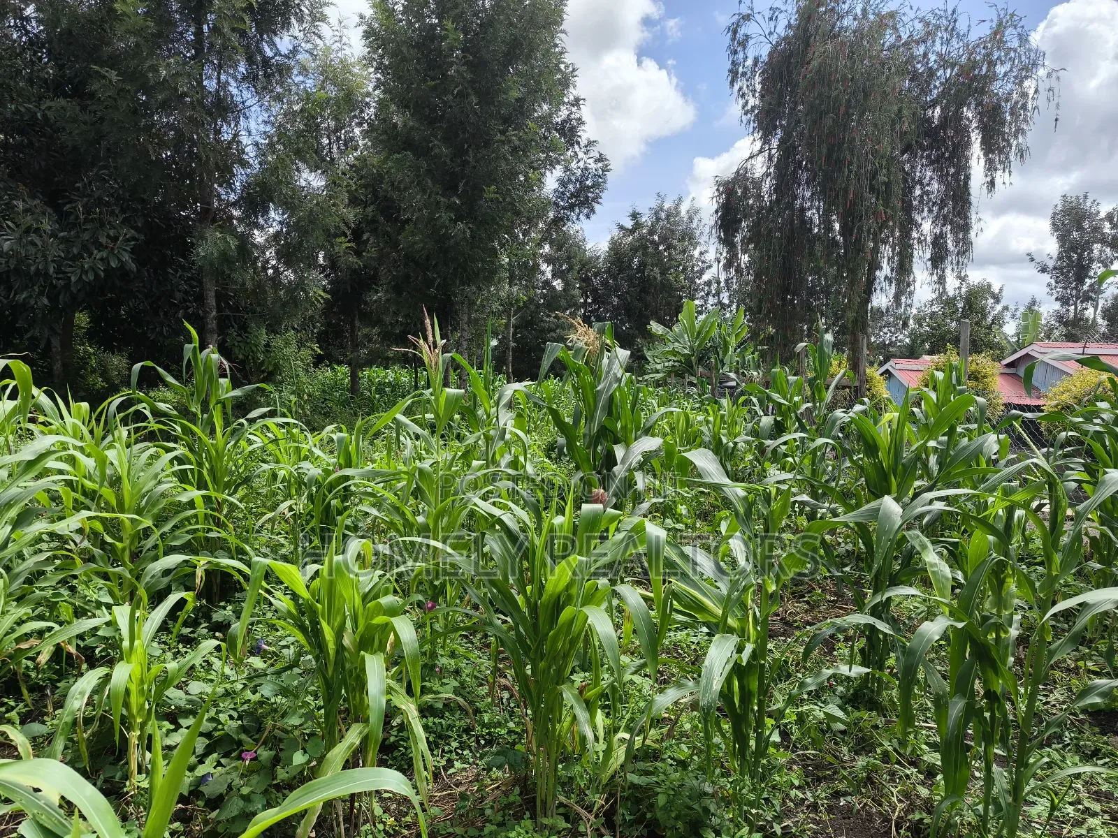 Quarter Acre Plot on Sale in Ngong, Ol Keri Touching Tarmac in Ol Keri