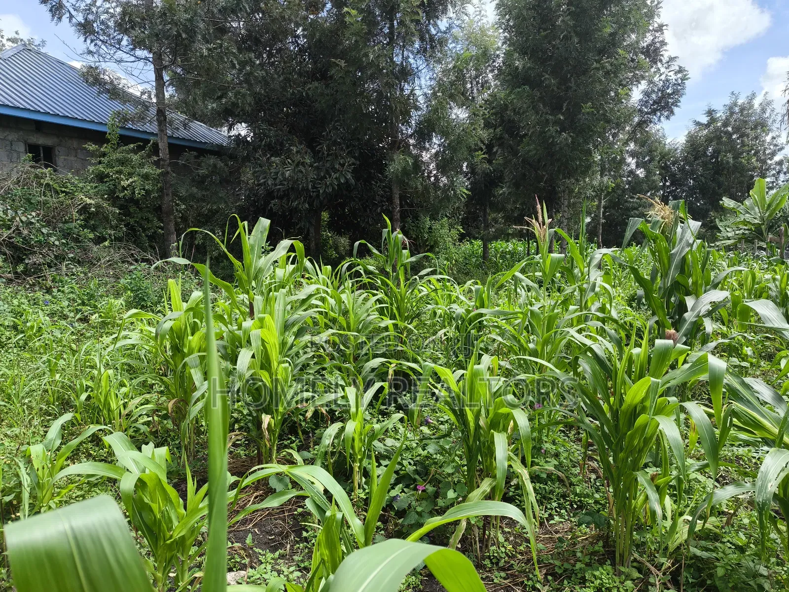 Quarter Acre Plot on Sale in Ngong, Ol Keri Touching Tarmac in Ol Keri