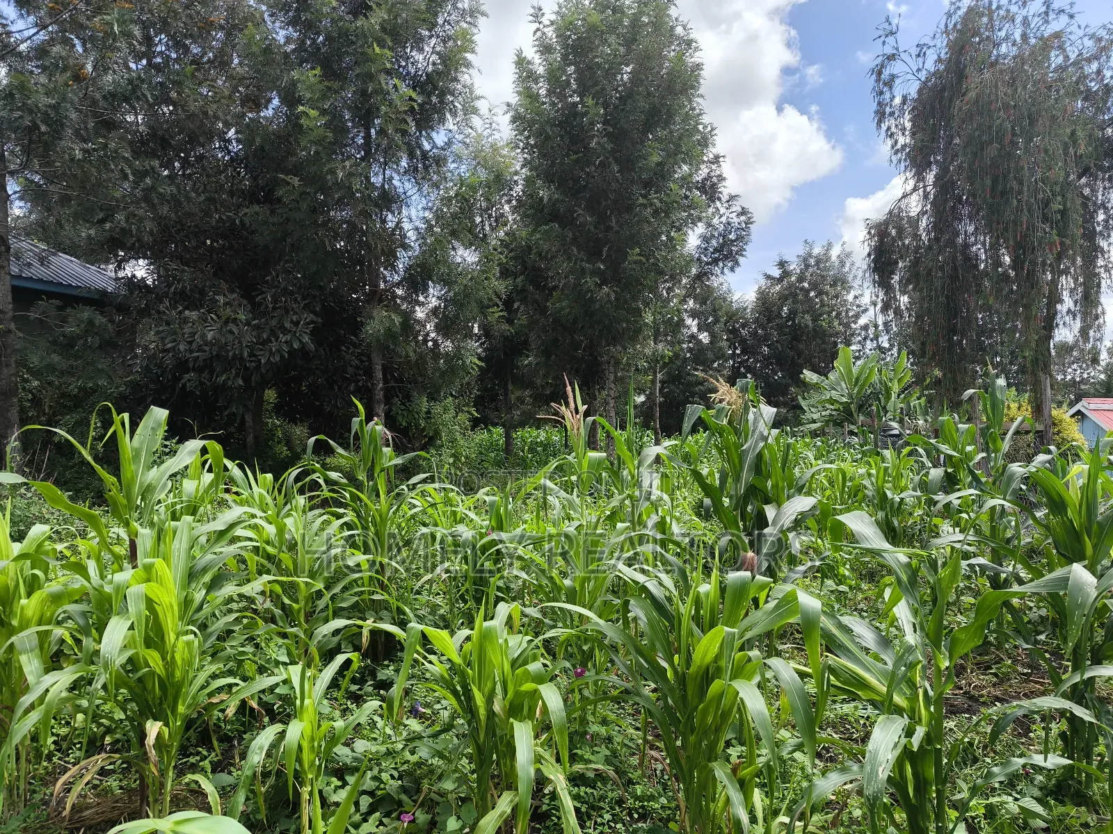 Quarter Acre Plot on Sale in Ngong, Ol Keri Touching Tarmac in Ol Keri