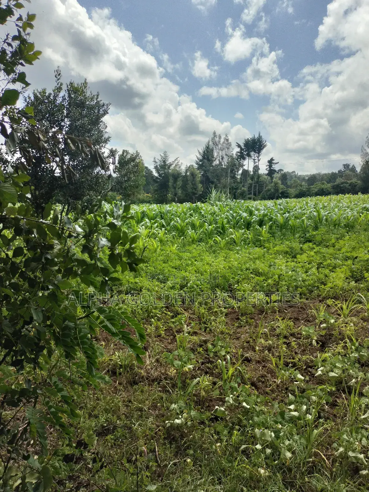 3/4 Acre in Nanyuki in Gakawa