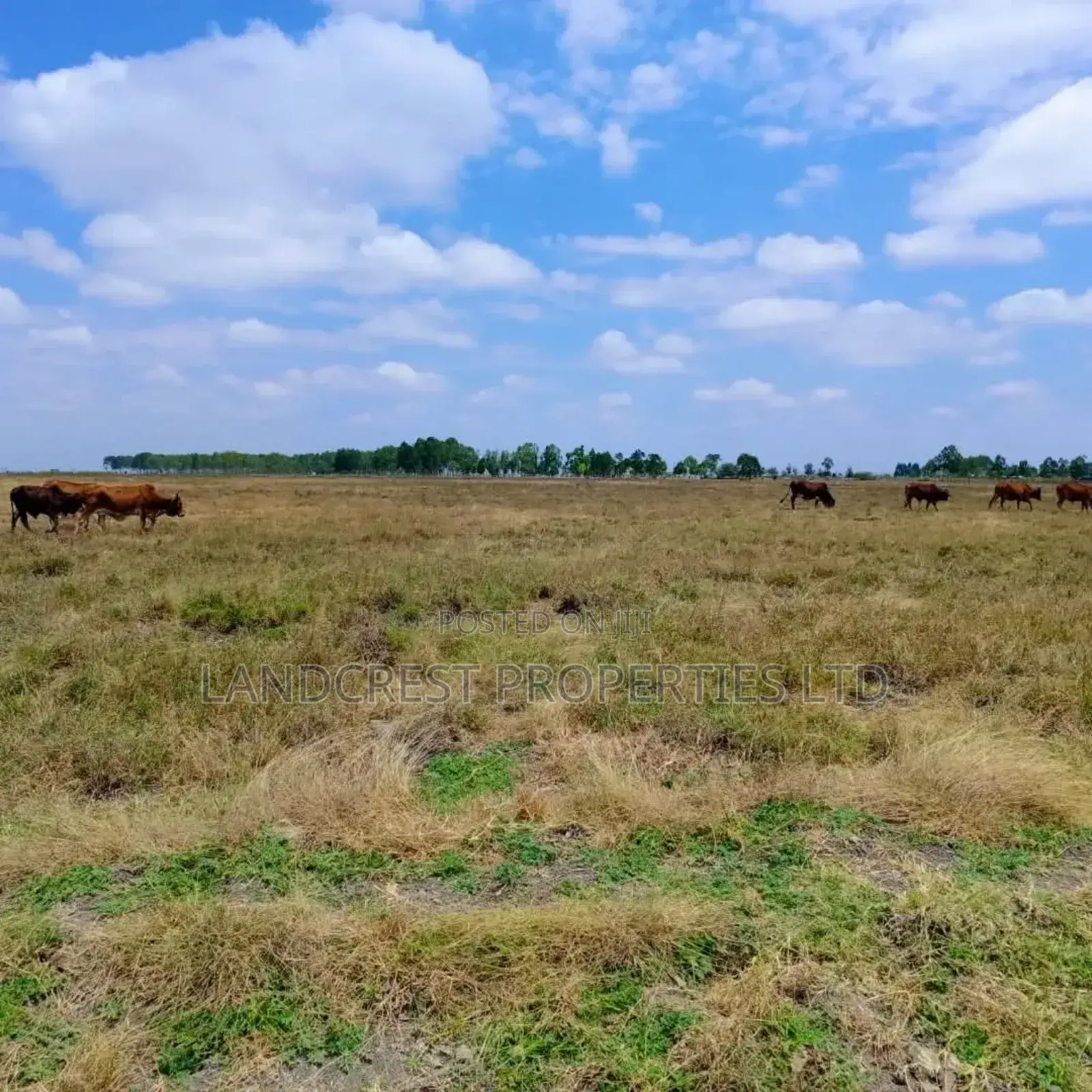 50*100 Land for Sale in Birika Town in Isinya