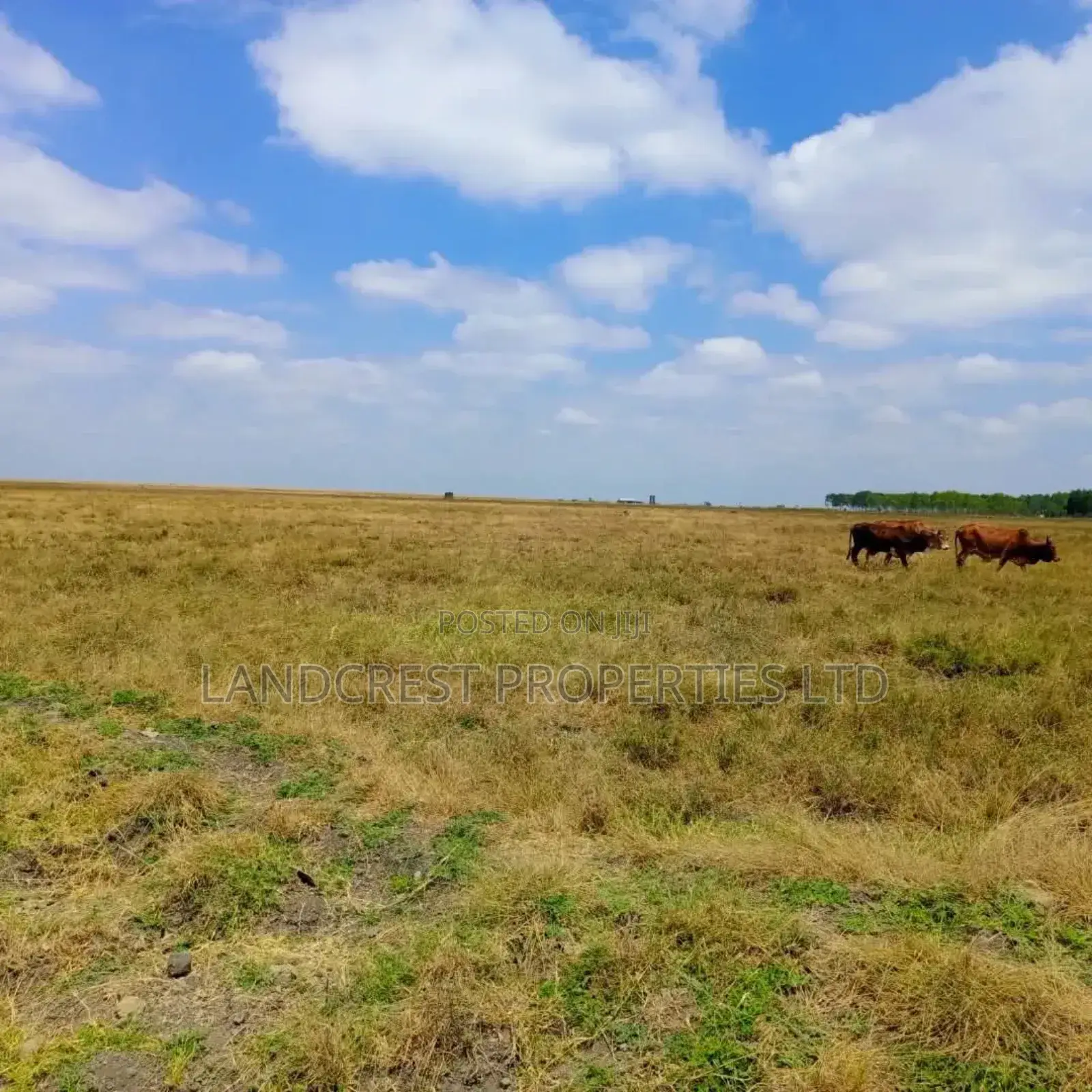 50*100 Land for Sale in Birika Town in Isinya
