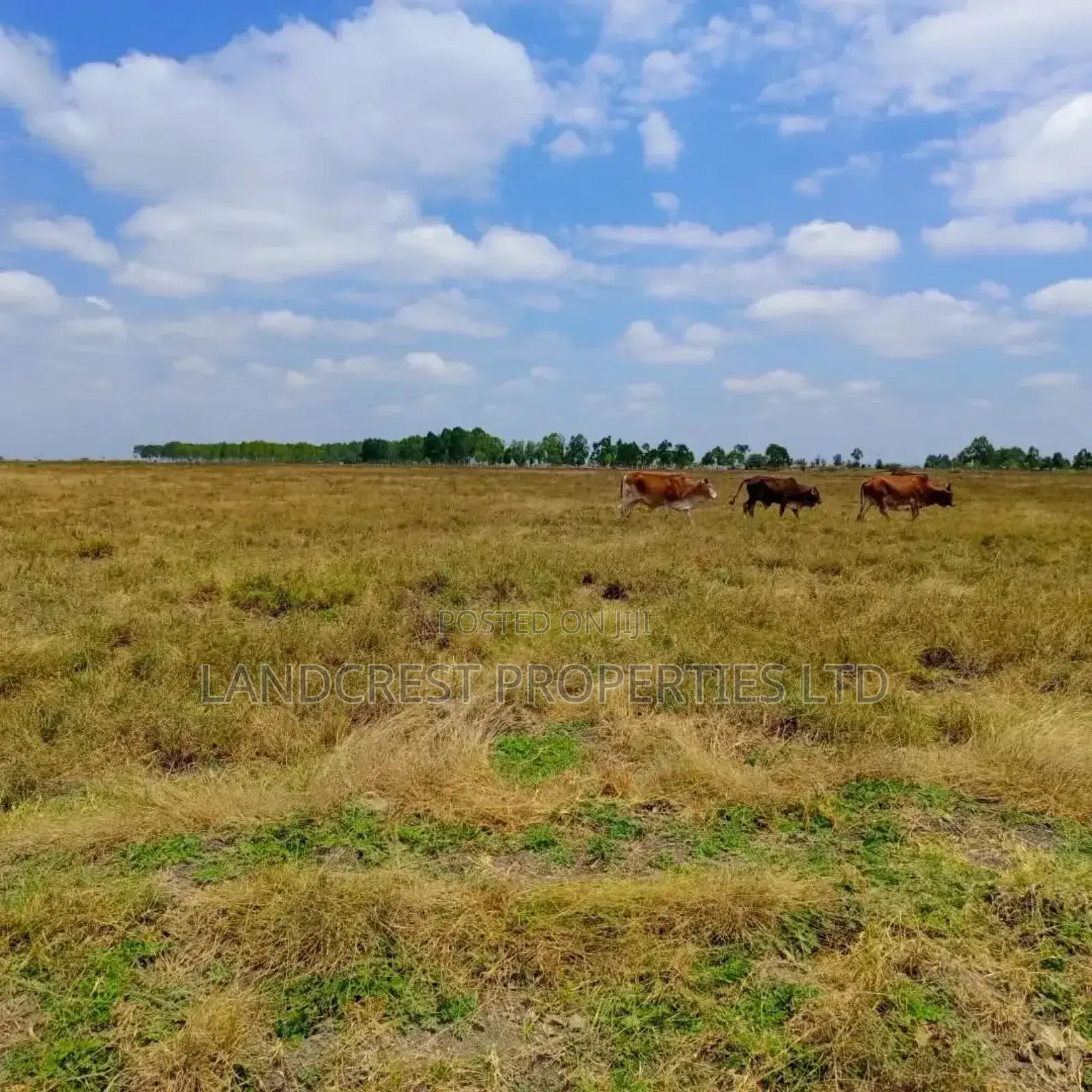 50*100 Land for Sale in Birika Town in Isinya