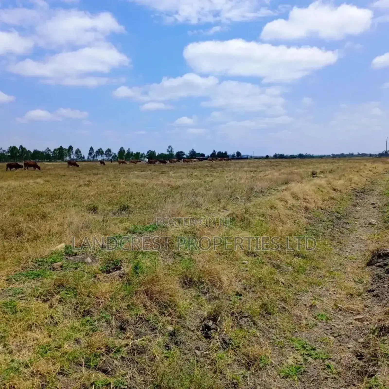 50*100 Land for Sale in Birika Town in Isinya