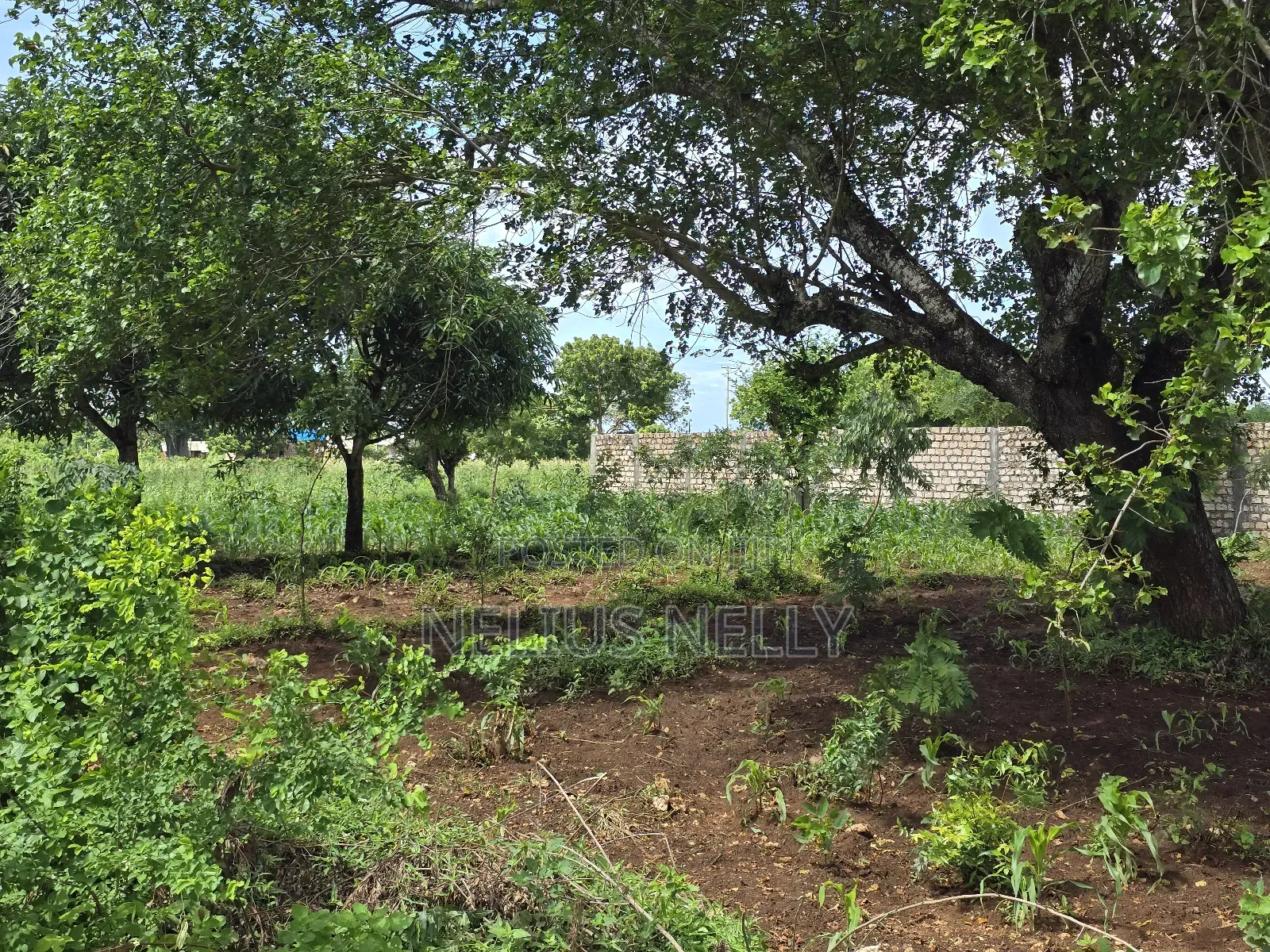 Bofa Plots Kilifi Walking Distance From Highway in Kilifi North