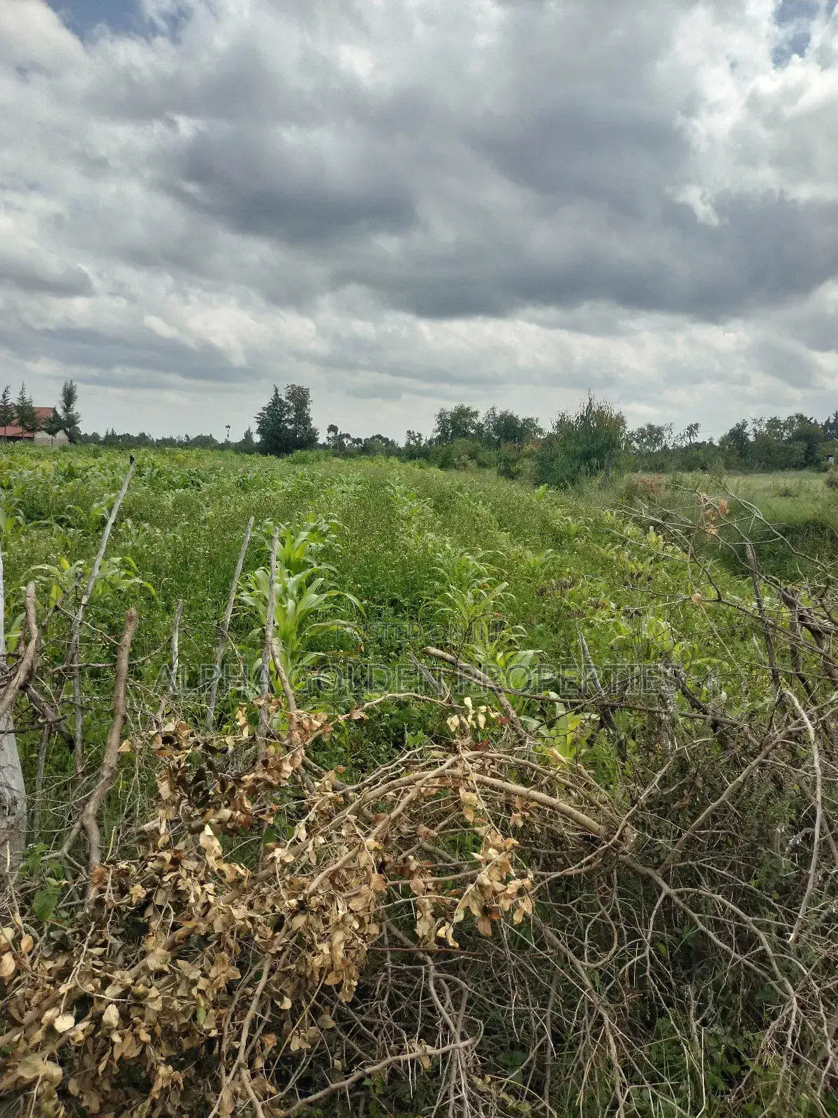 Nanyuki 50/100 Plots in Gakawa