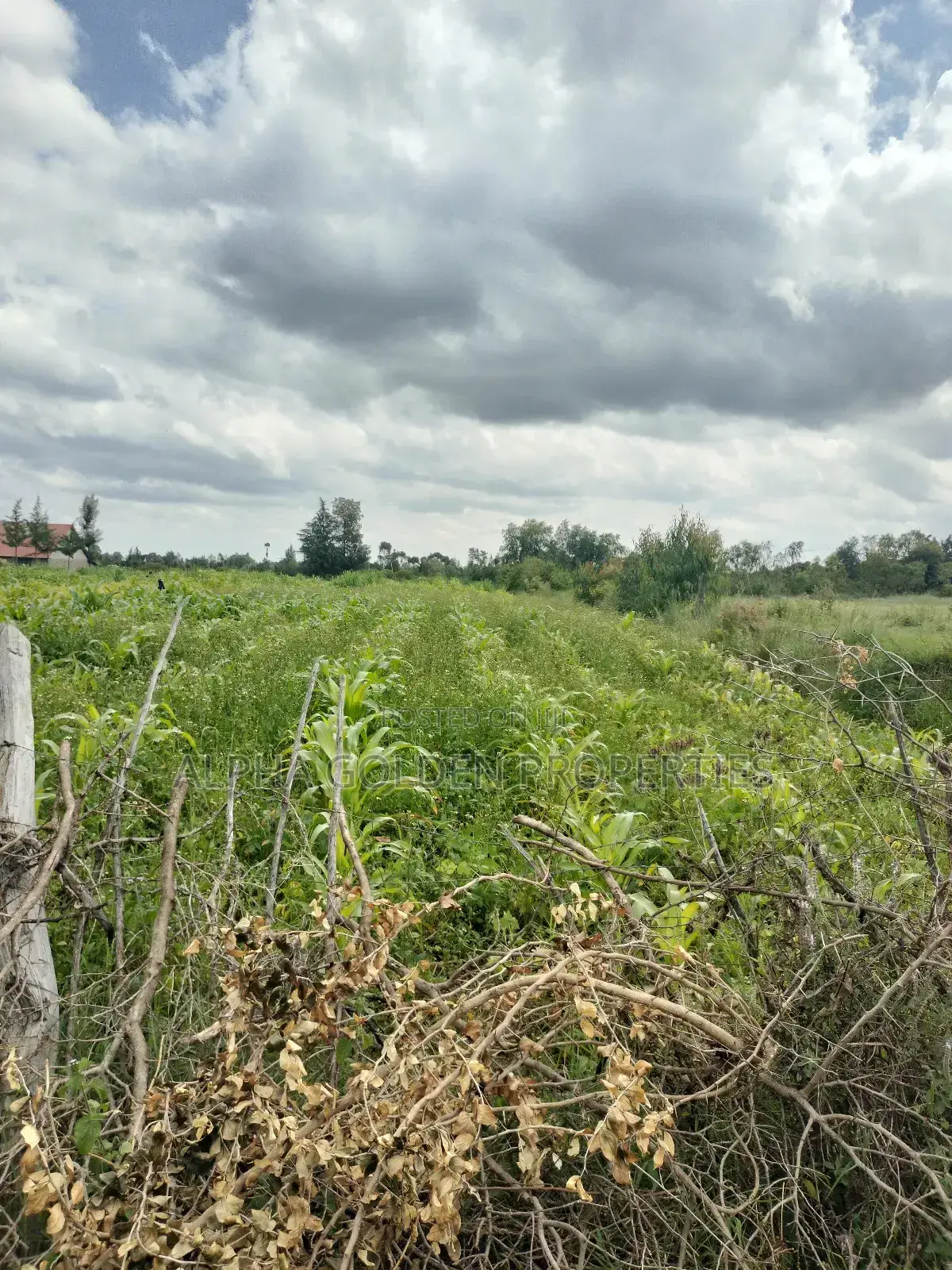 Nanyuki 50/100 Plots in Gakawa