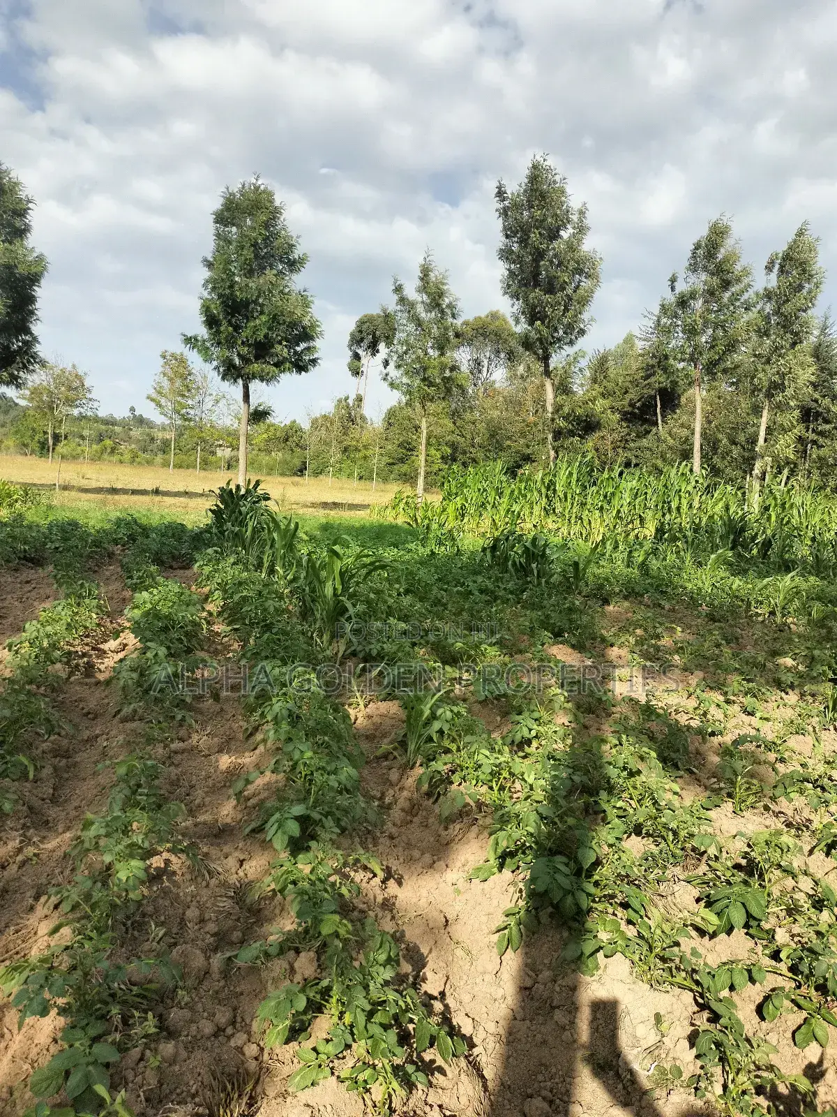 Narumoru 6 Acres on Tarmac in Naromoru Kiamathaga