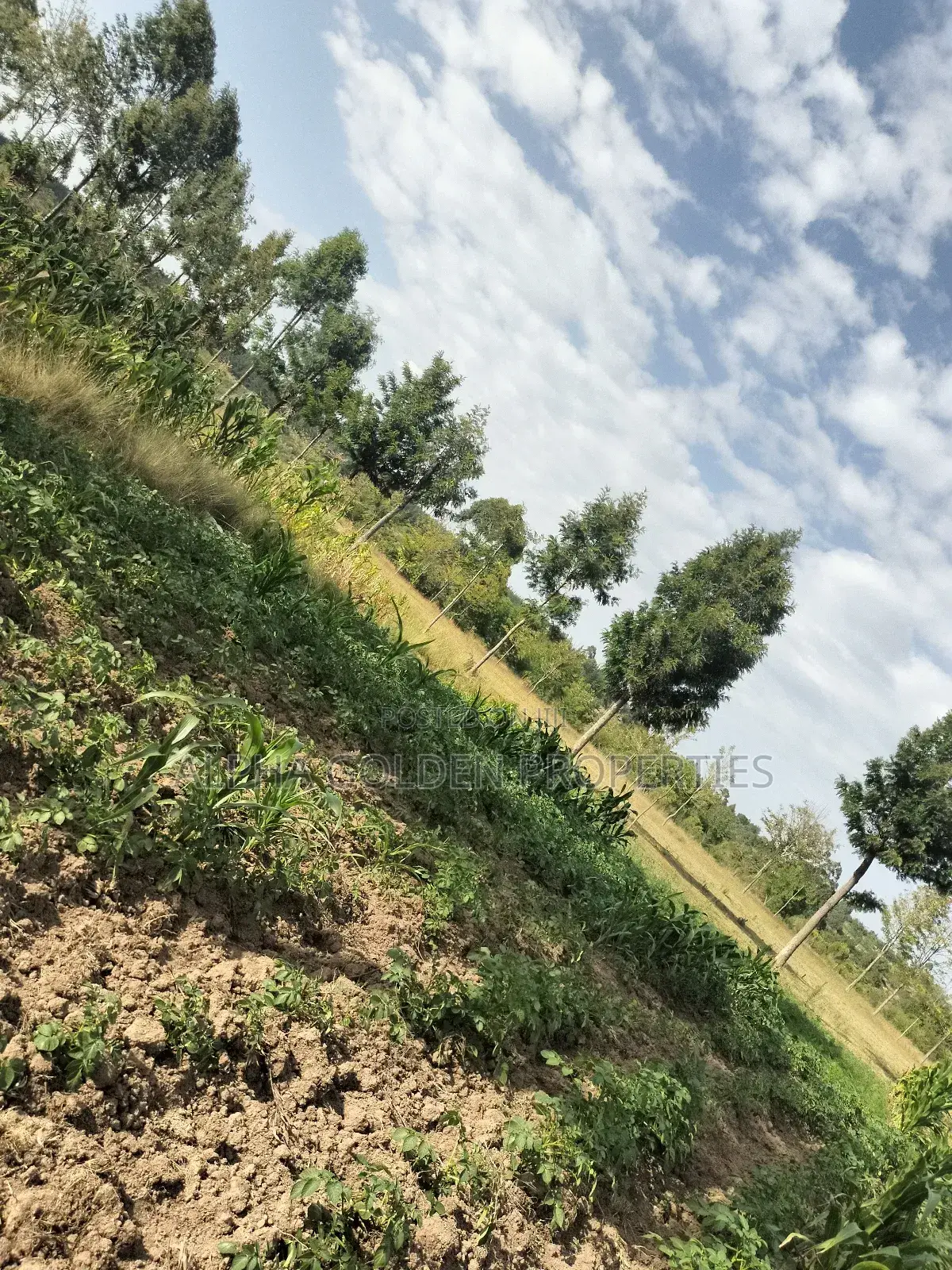 Narumoru 6 Acres on Tarmac in Naromoru Kiamathaga
