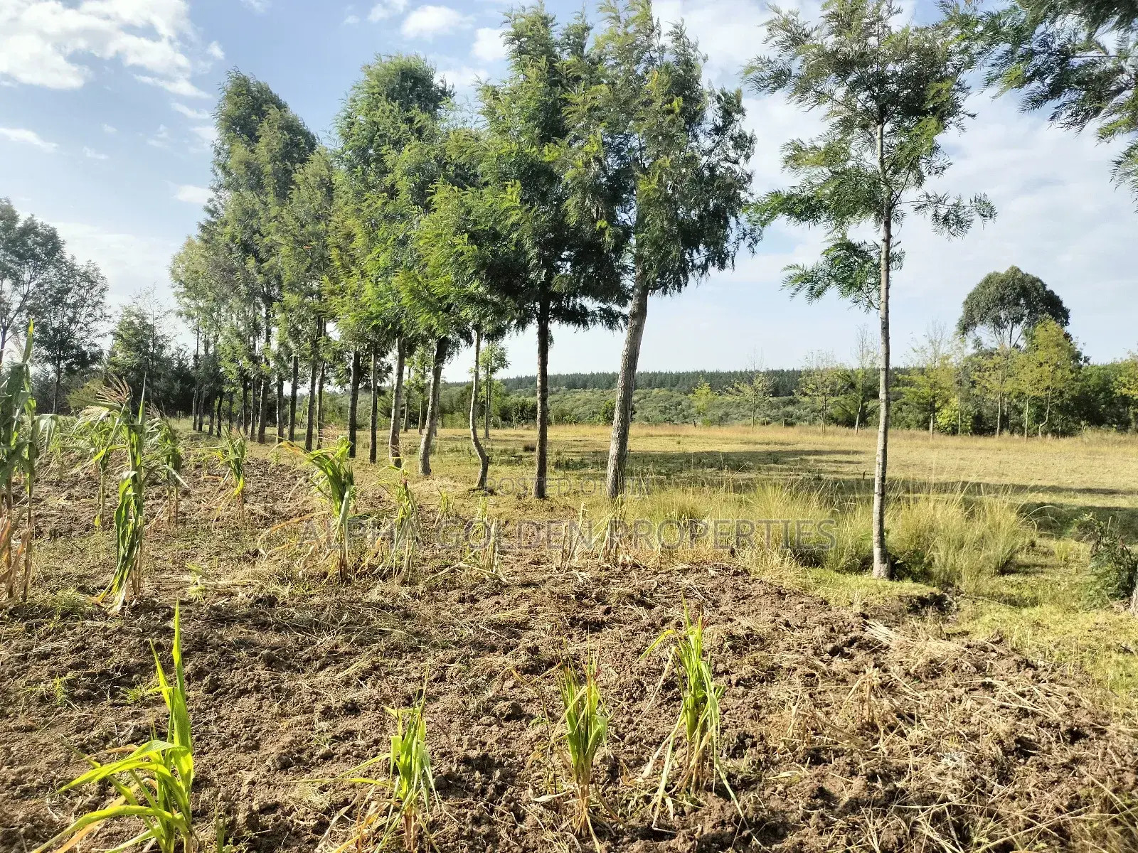 Narumoru 6 Acres on Tarmac in Naromoru Kiamathaga