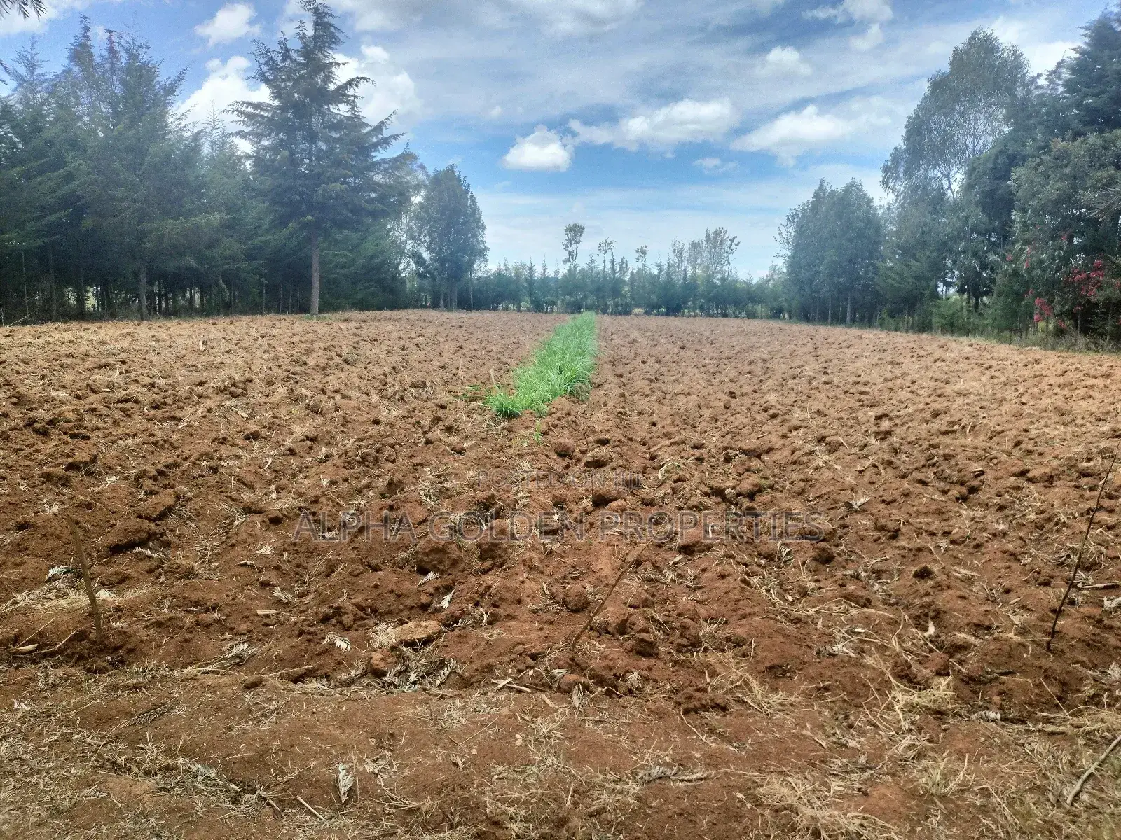 Nanyuki Nkando 1 Acre 300mtrs From Tarmac in Naromoru Kiamathaga