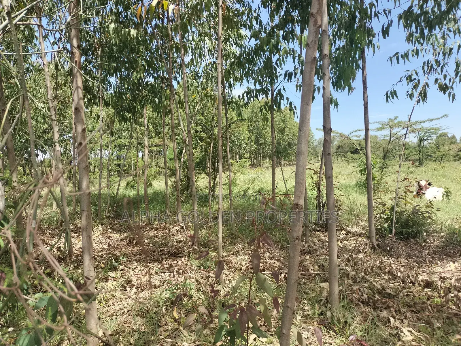 Olpajeta, 2 Acre Sitting on the Olpajeta Murrum Road in Tigithi
