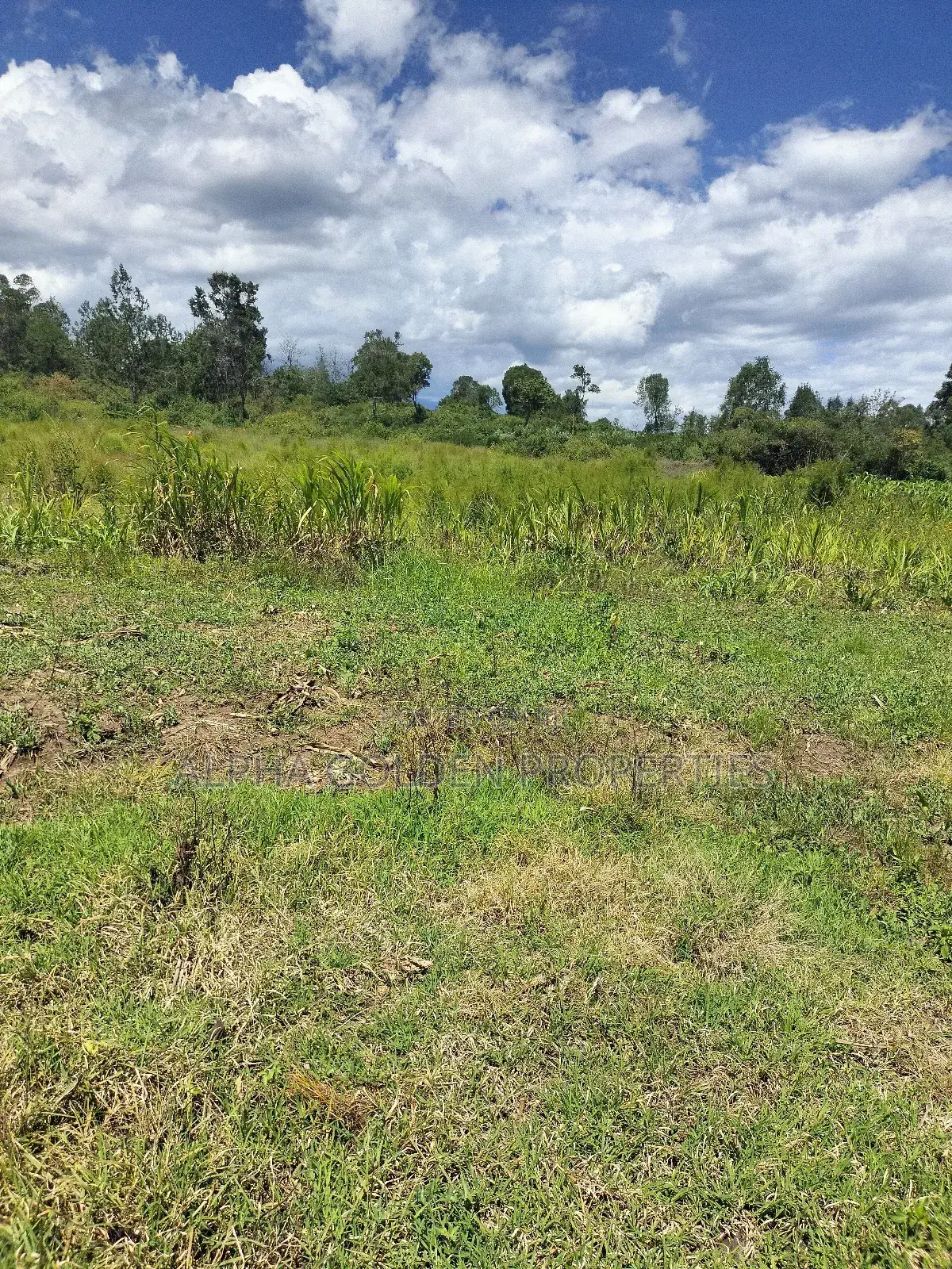 Nanyuki, 3 Acres Touching River in Gakawa