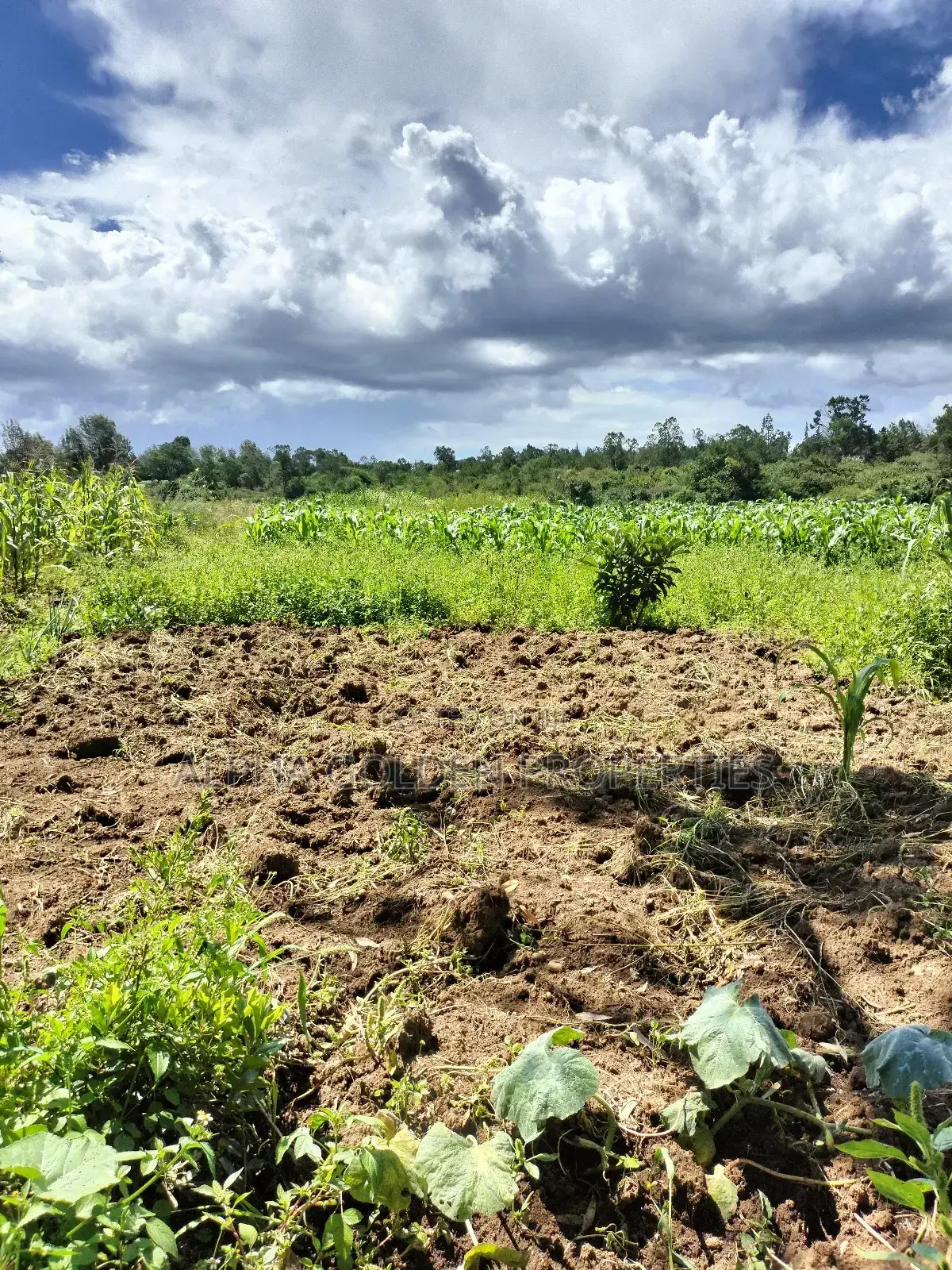 Nanyuki, 3 Acres Touching River in Gakawa
