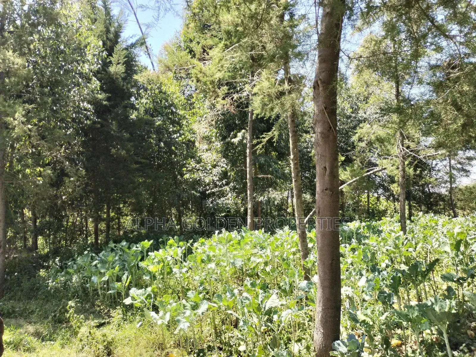 Nanyuki , 8 Acres Touching Tarmac and River in Gakawa