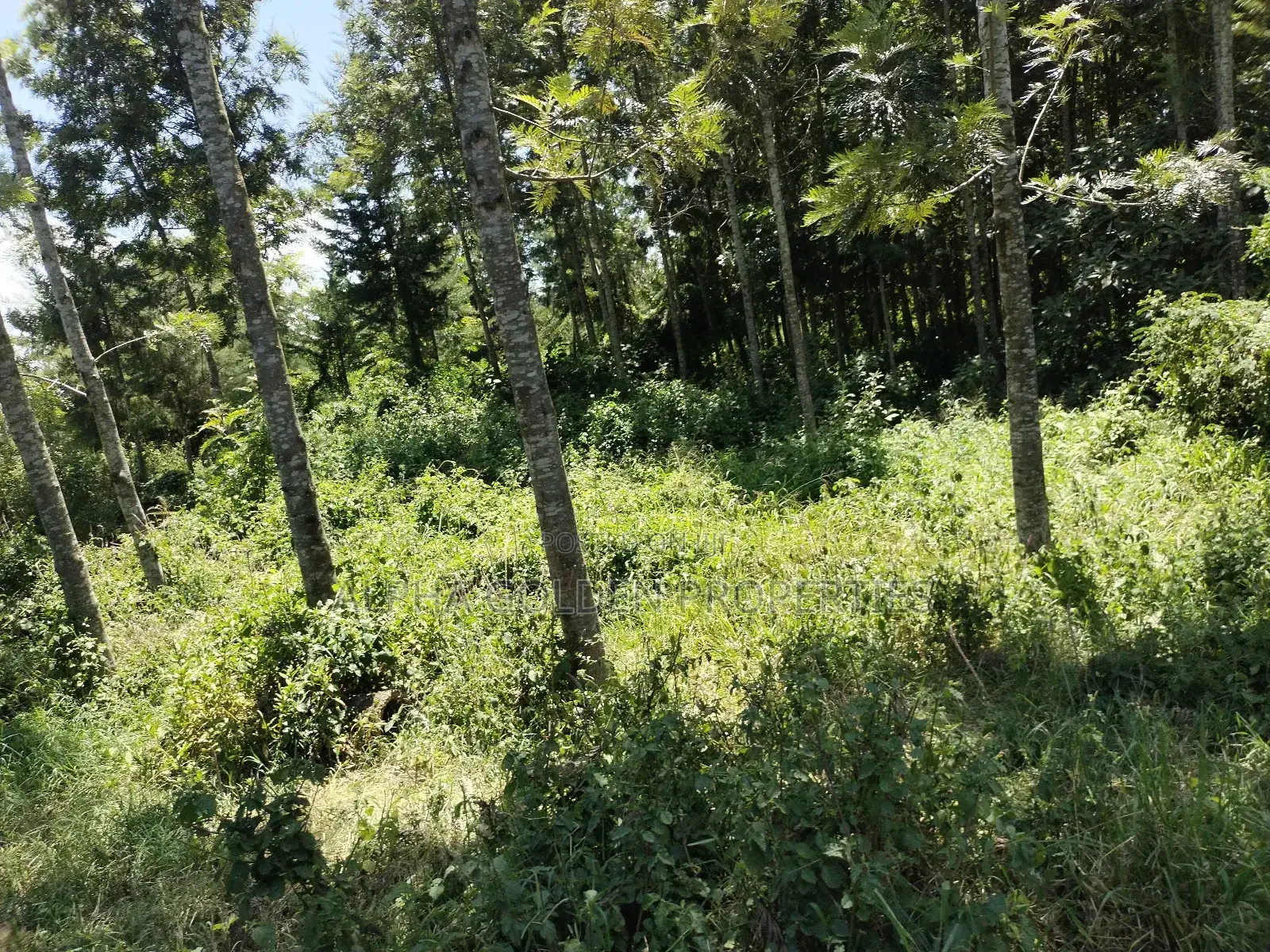 Nanyuki , 8 Acres Touching Tarmac and River in Gakawa