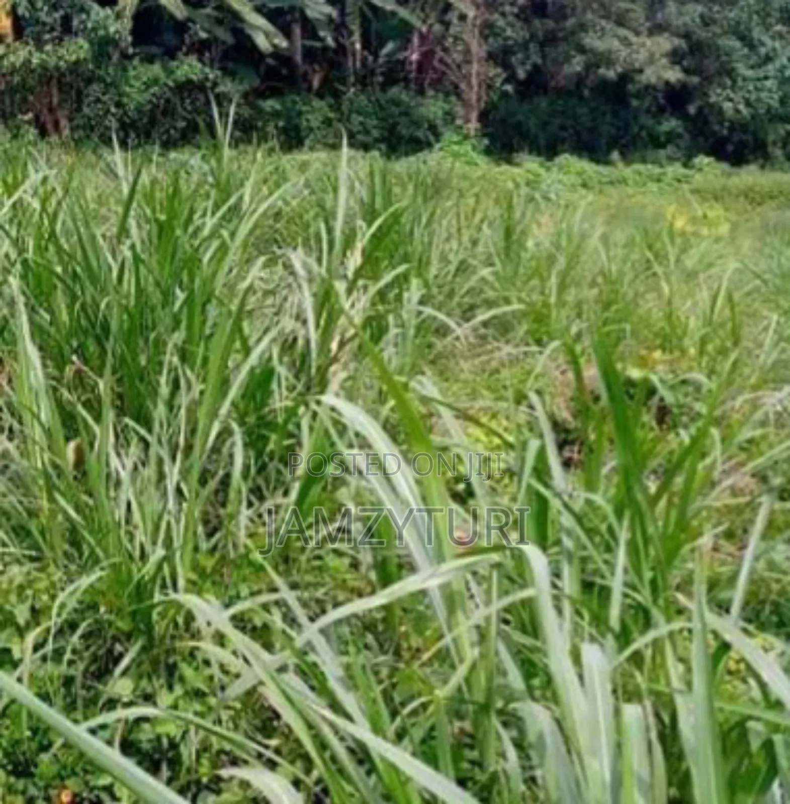 Plot for Sale Gitaru Kikuyu in Gitaru