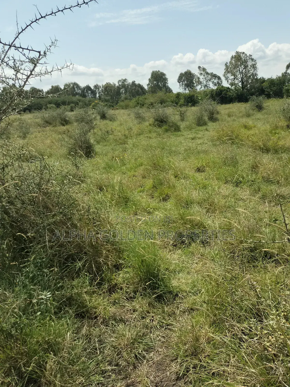 Olpajeta 2 Acres Touching It's Fence in Tigithi