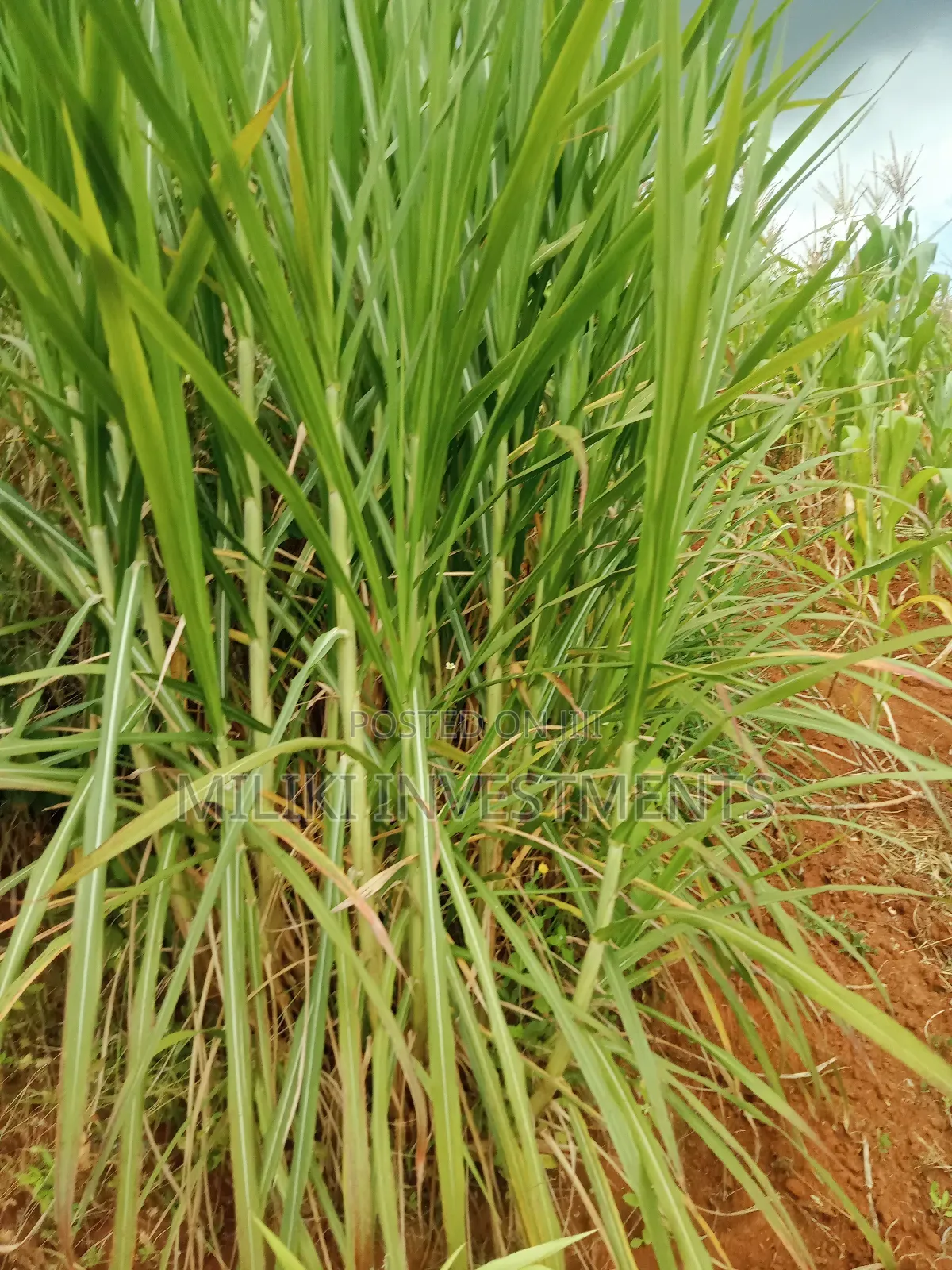 1 Acre Land for Sale at Makuyu -Mihang'0 in Makuyu