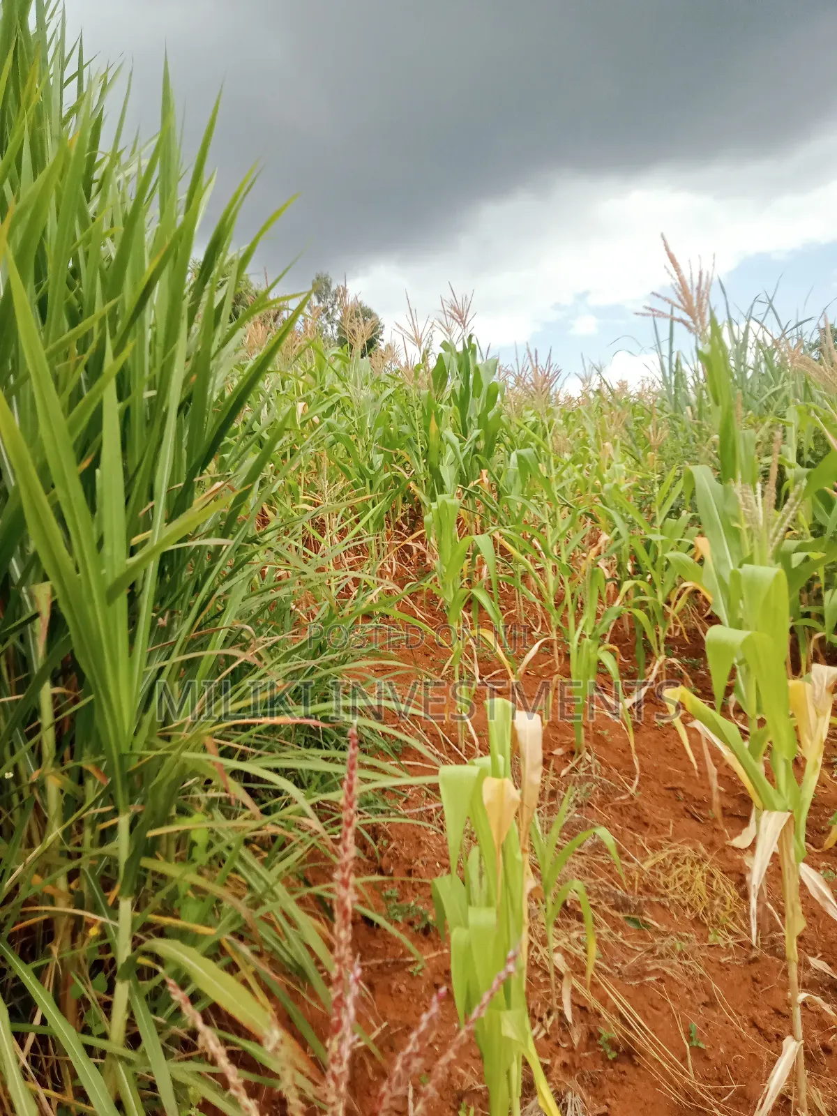 1 Acre Land for Sale at Makuyu -Mihang'0 in Makuyu