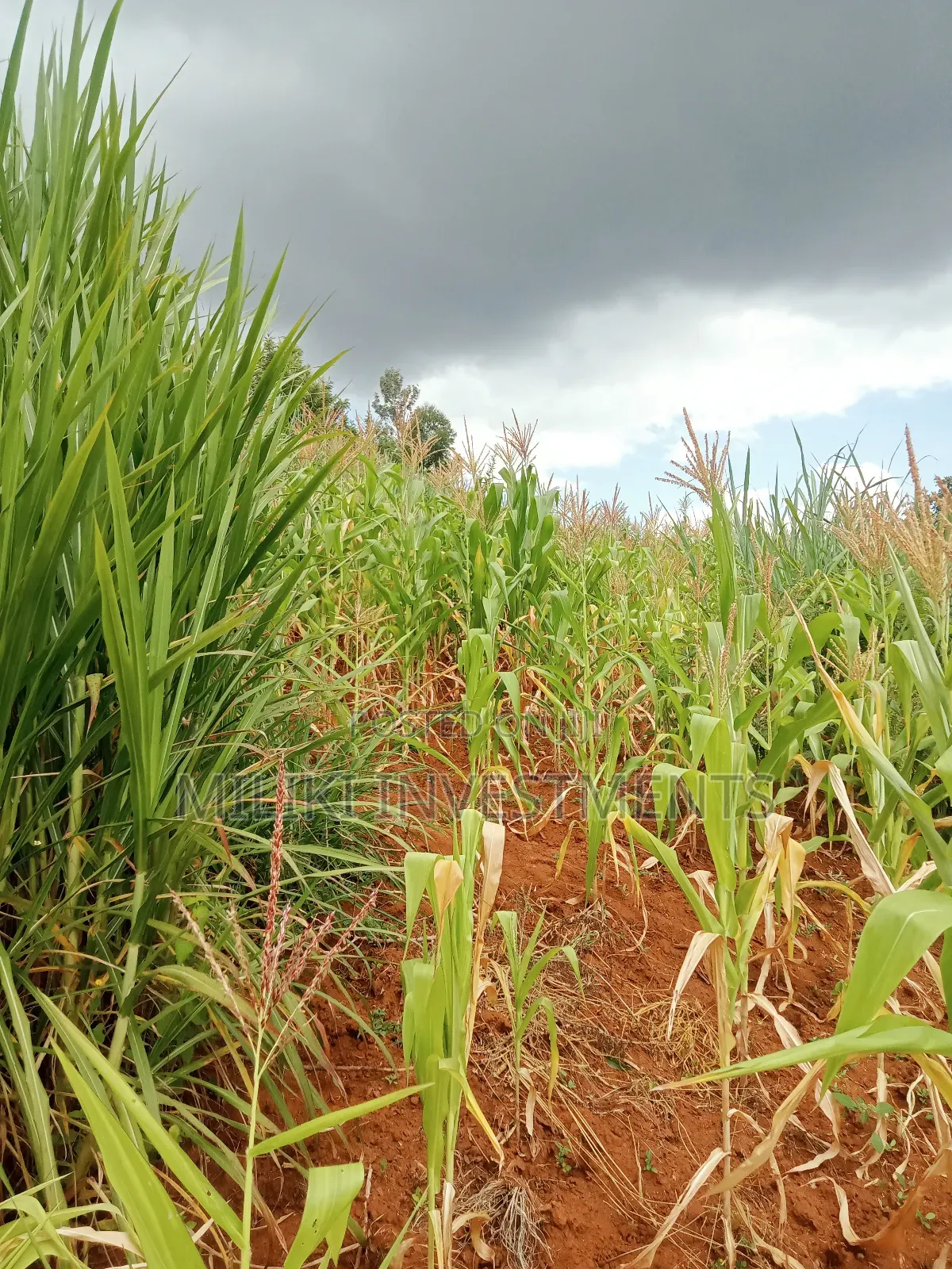 1 Acre Land for Sale at Makuyu -Mihang'0 in Makuyu