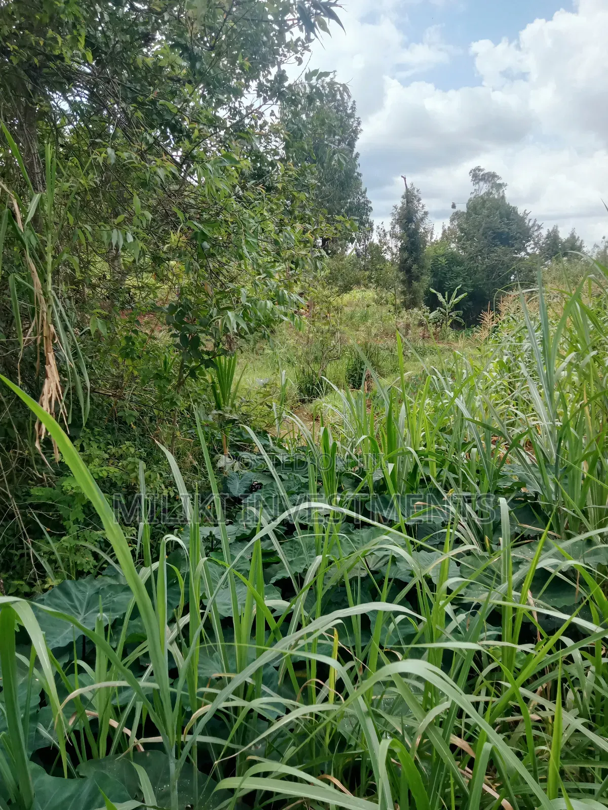 1 Acre Land for Sale at Makuyu -Mihang'0 in Makuyu