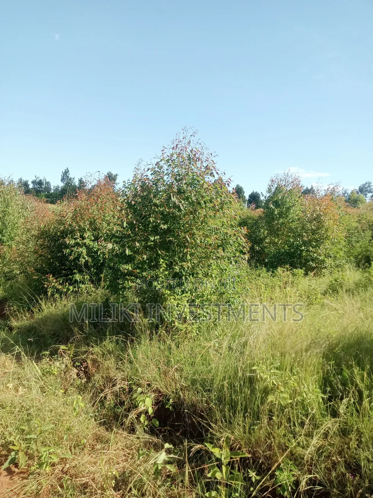 2 Acres on Sale at Makuyu-Gathaitì. in Makuyu