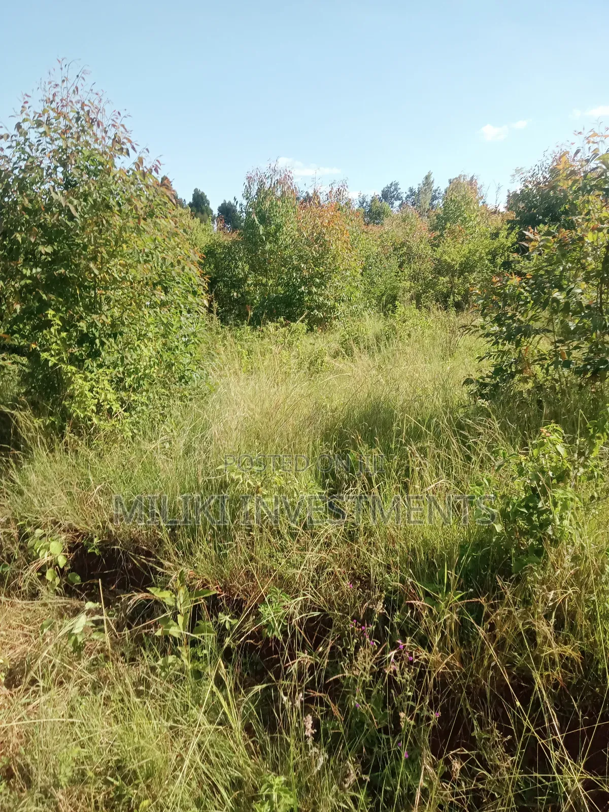 2 Acres on Sale at Makuyu-Gathaitì. in Makuyu