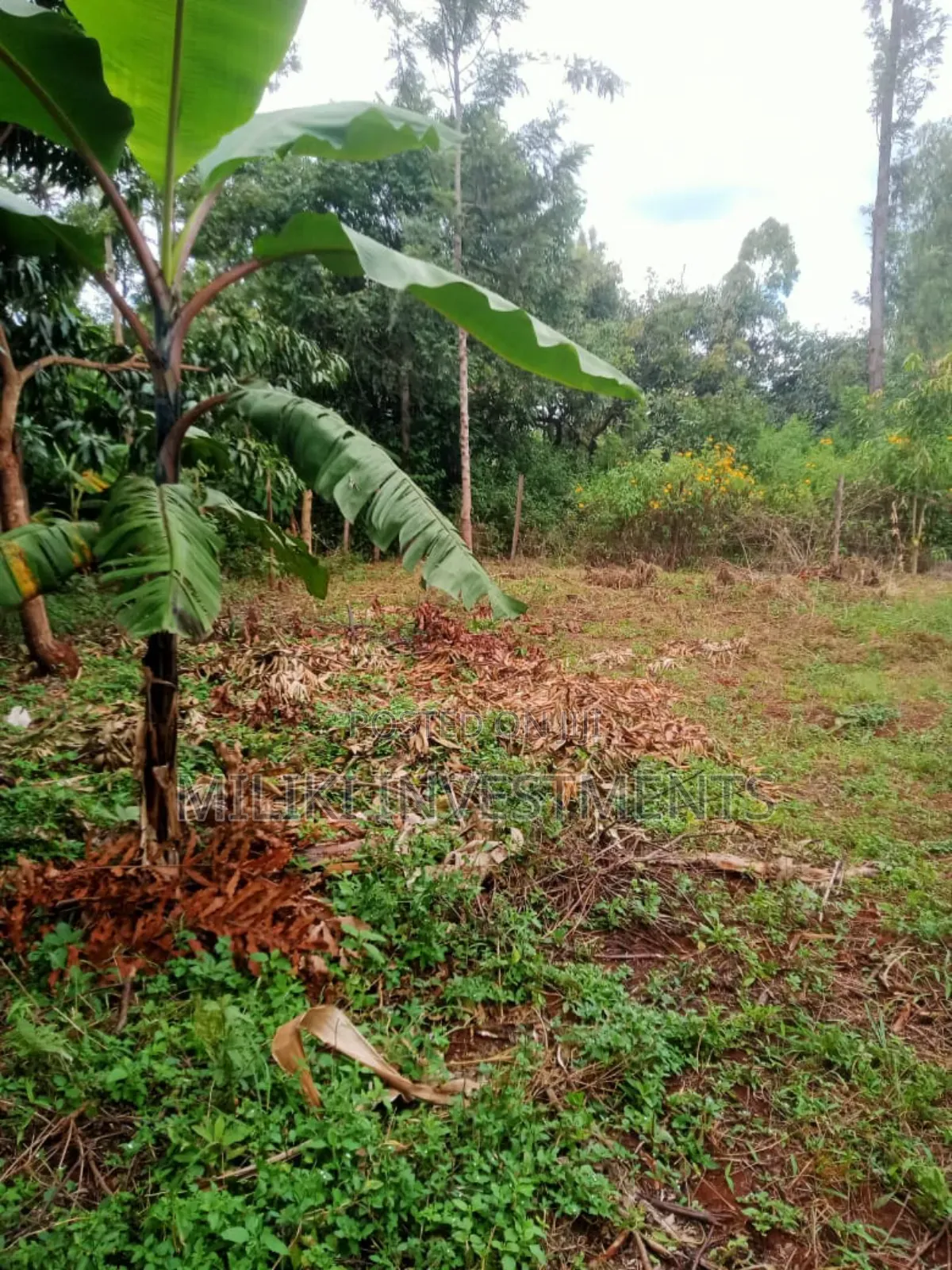 Quarter an Acre on Sale at Makuyu-Kamahuha in Makuyu