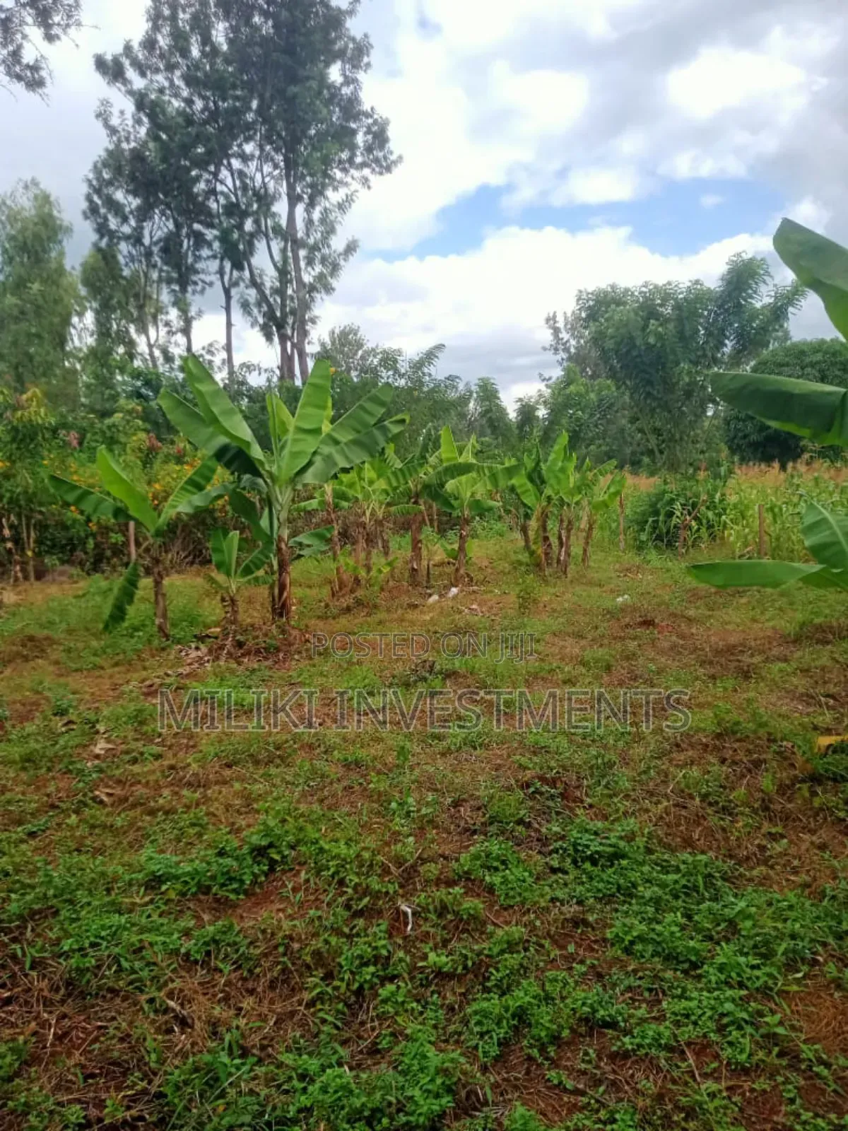 Quarter an Acre on Sale at Makuyu-Kamahuha in Makuyu