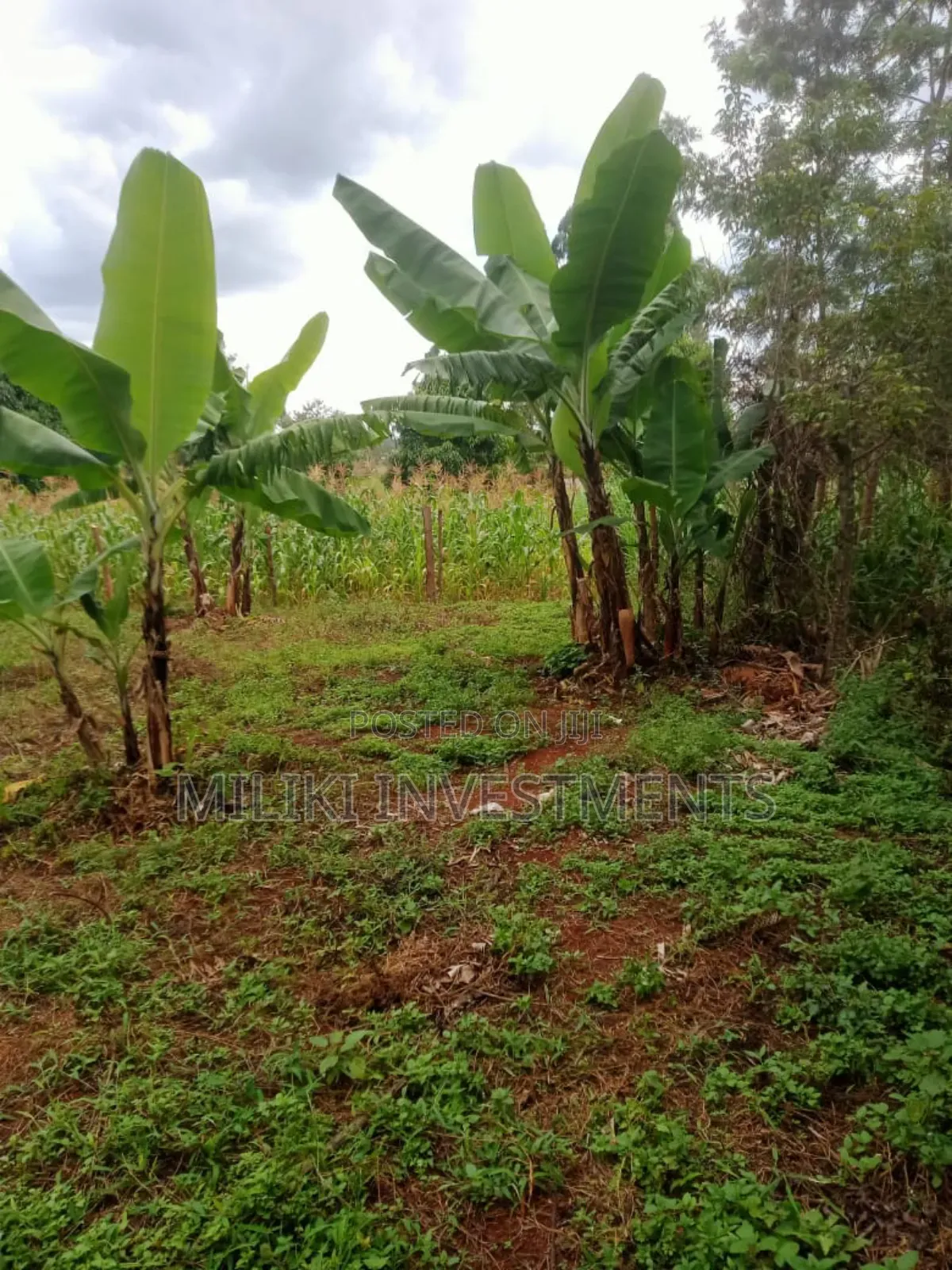 Quarter an Acre on Sale at Makuyu-Kamahuha in Makuyu