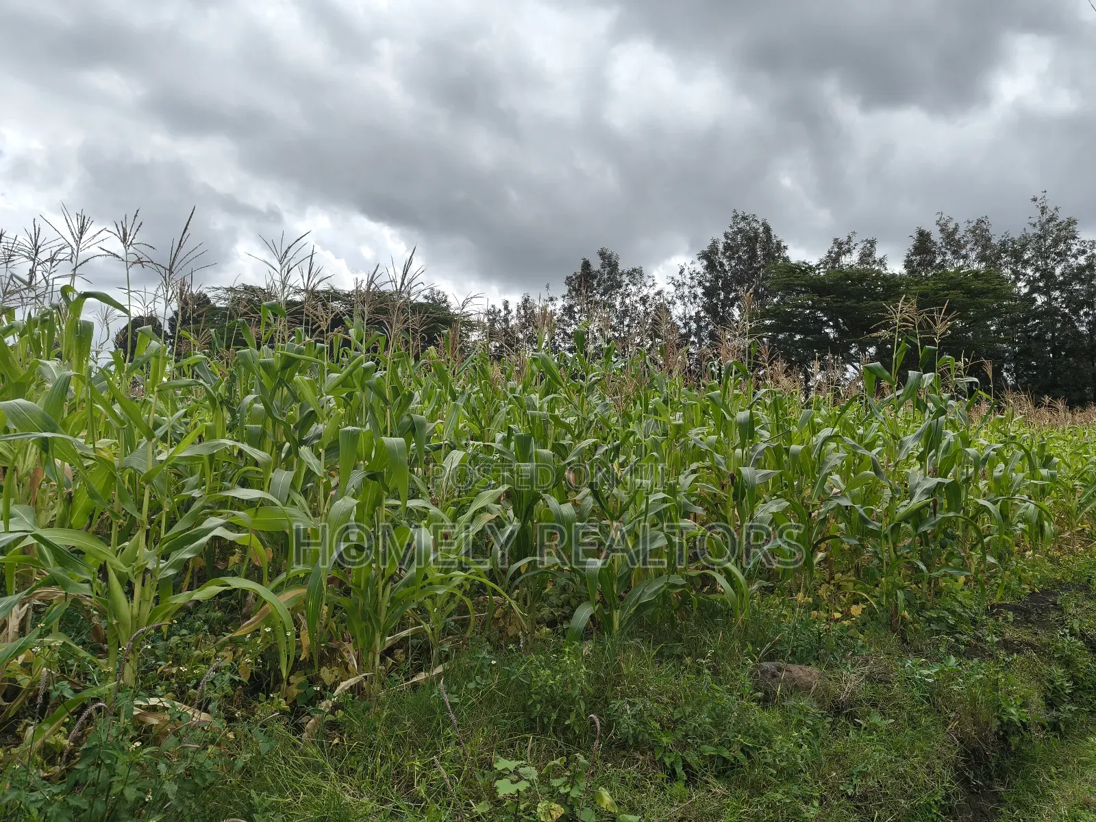 Half Acre Plot in Ngong Matasia Along Merisho Rd Near Tarmac in Matasia