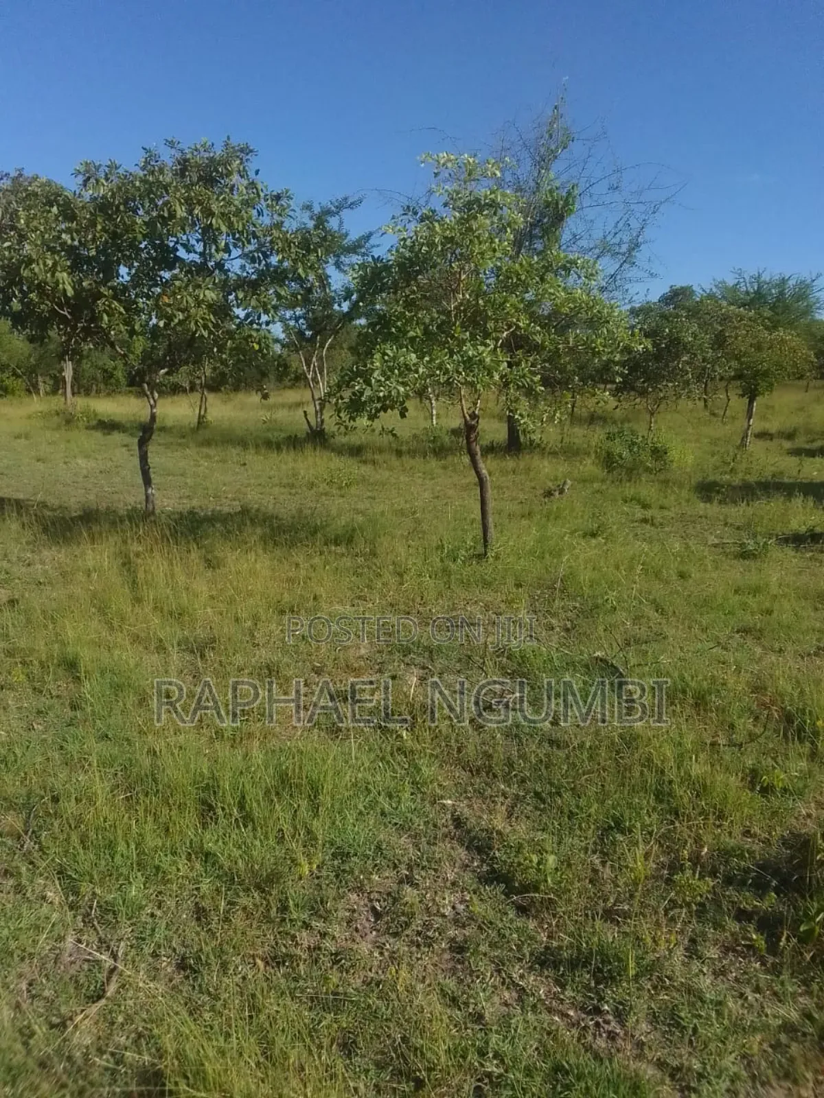 40 Acres at Kithimani Mamba in Kithimani