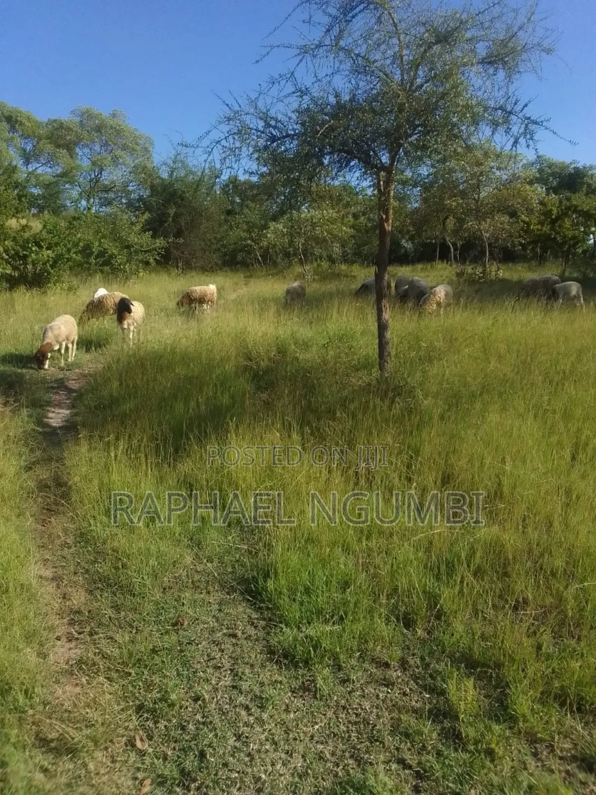 40 Acres at Kithimani Mamba in Kithimani
