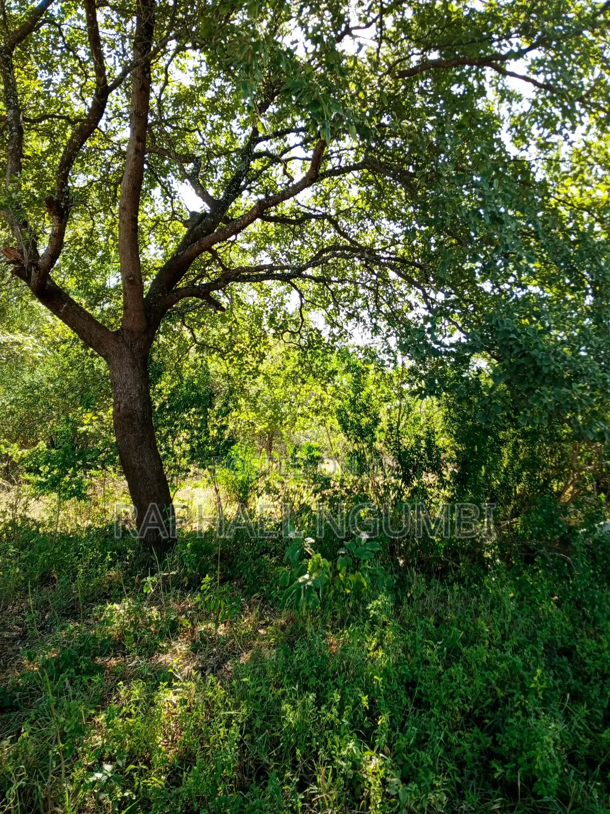 Ten (10) Acres at Machakos Kithangaini in Lower Kaewa/Kaani