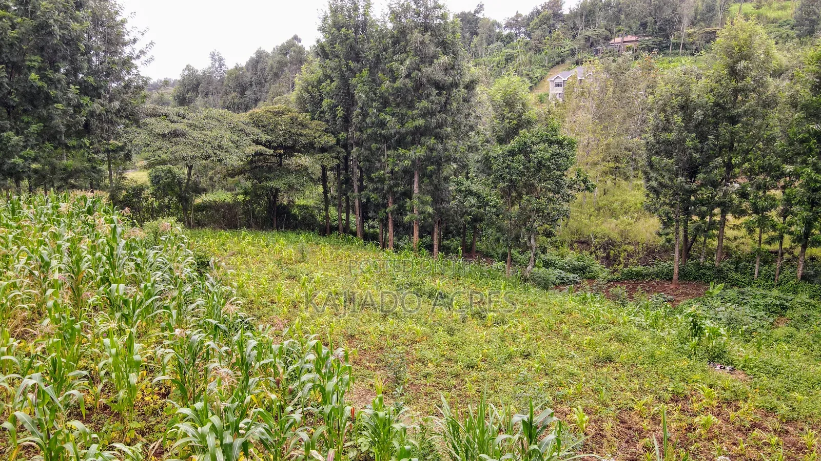 Prime 1/2 Acre Kahara,Ngong at 15m in Ngong CBD