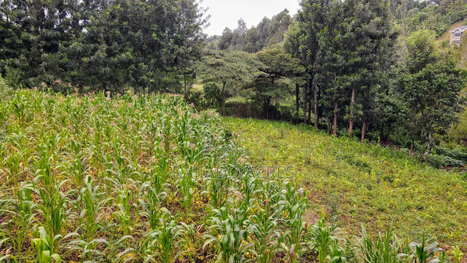 Prime 1/2 Acre Kahara,Ngong at 15m in Ngong CBD
